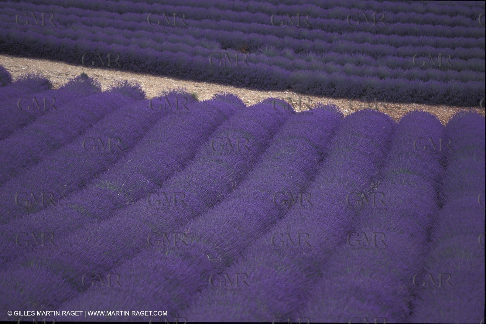Lavander fields
