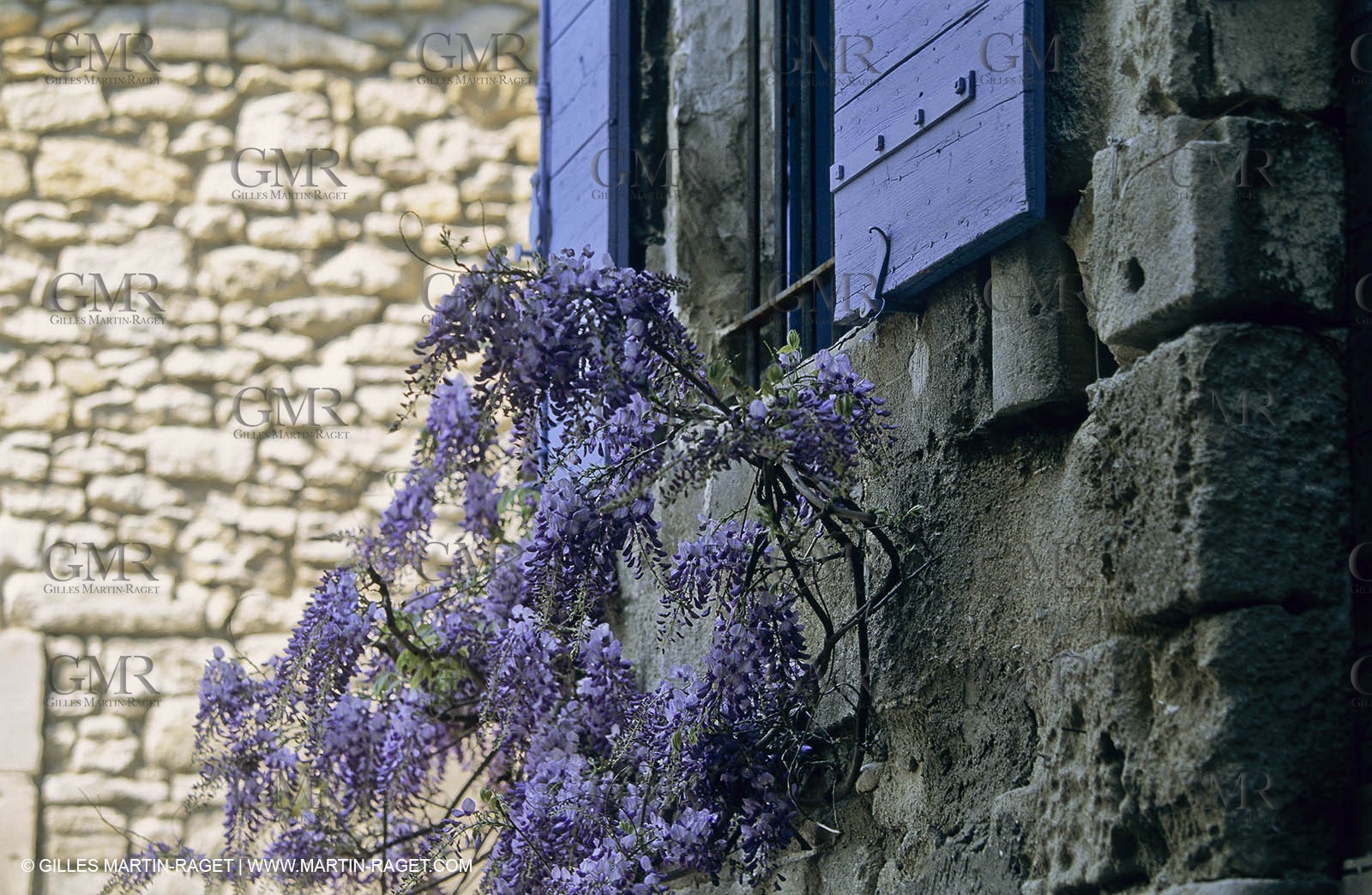 Les Alpilles, Saint Rémy de Provence, (FRA,13) - Glycine in Saint Rémy de Provence
