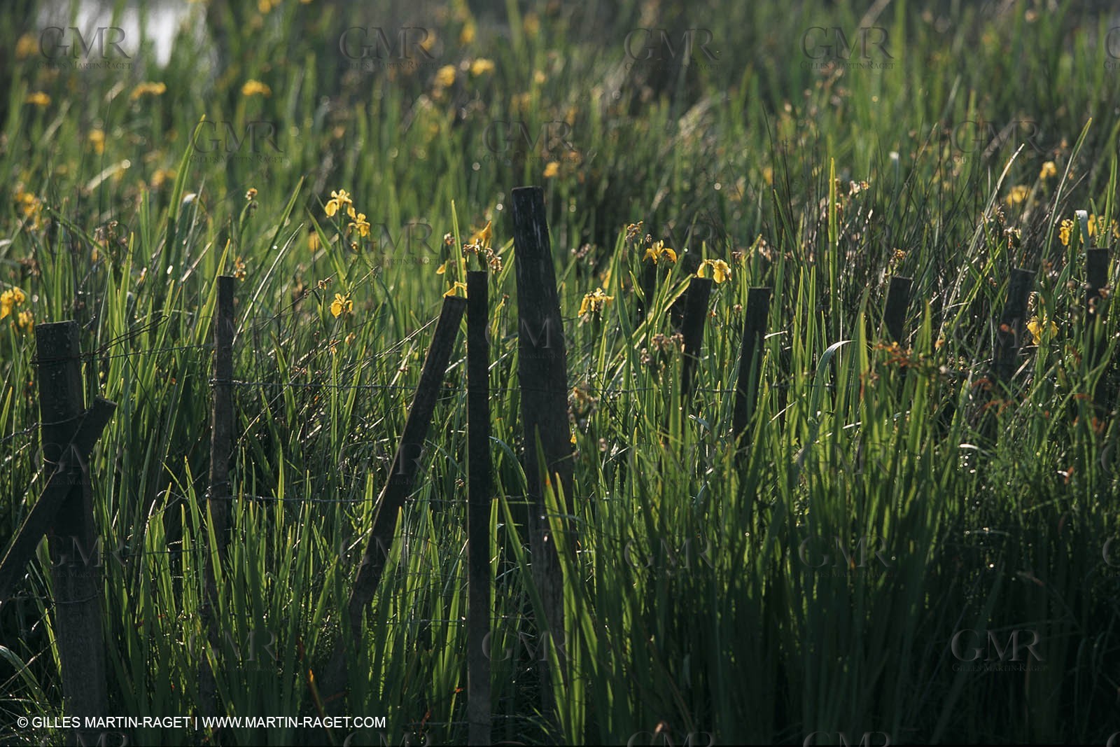 Camargue (FRA,13) - Little Camargue