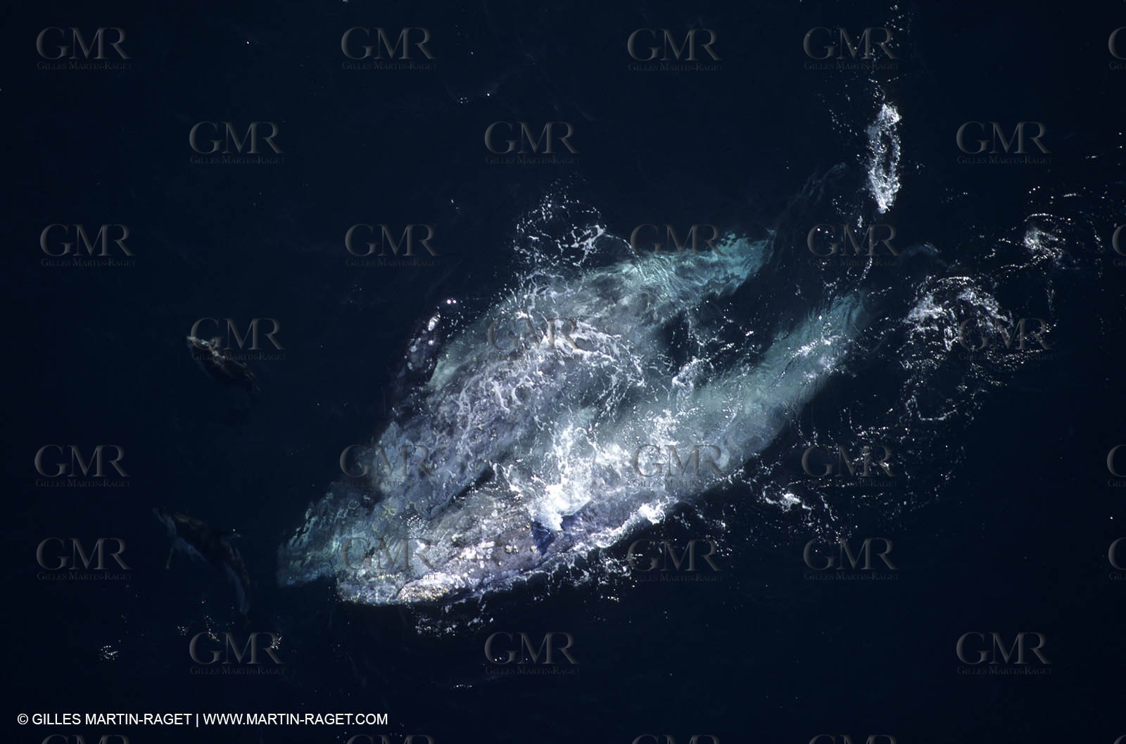 Animaux marins
