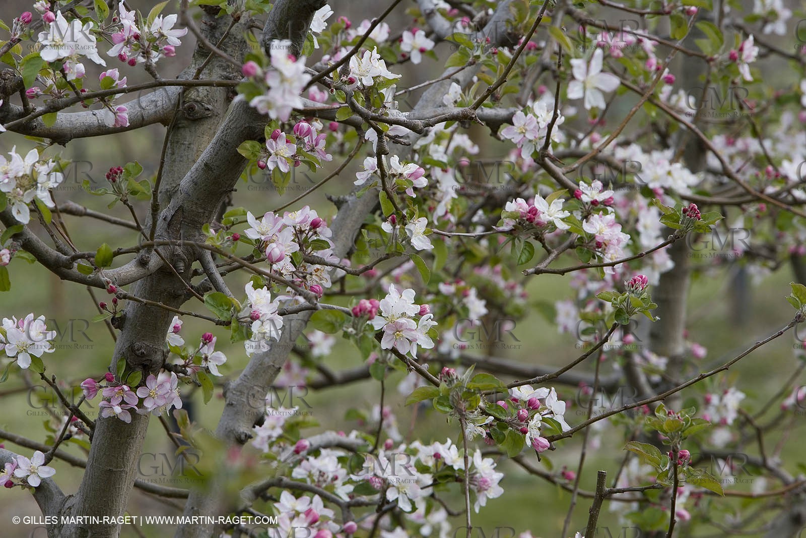26 03 08 - Saint Rémy de Provence (FRA,13) - Apple trees in bloom