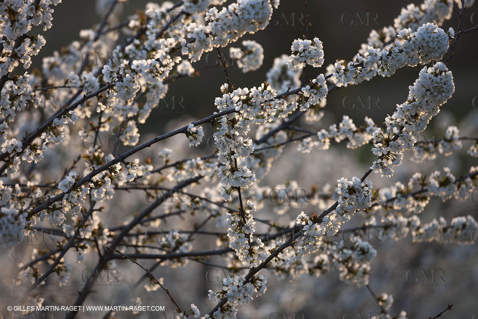 March 30th 2012 - Saint Saturnin les Apt (FRA, 84) - blooming cherry trees