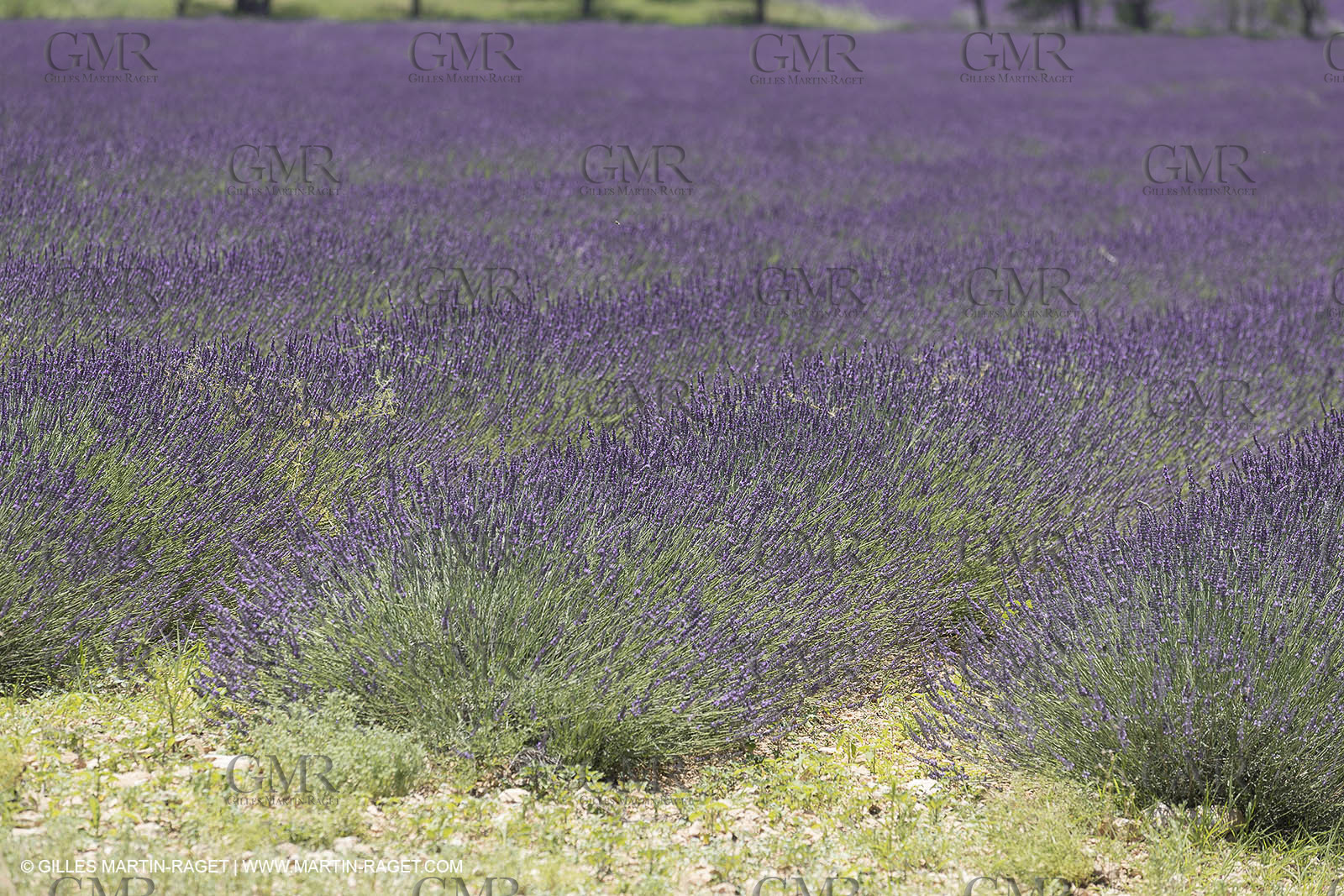 21 06 2018,Rustrel (FRA, 84), champs de lavande
