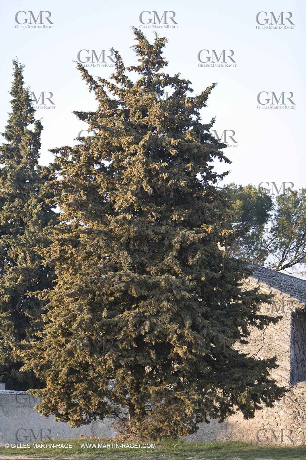22 02 2008 - Saint Rémy de Provence (FRA, 13) - Alpilles hills landscapes