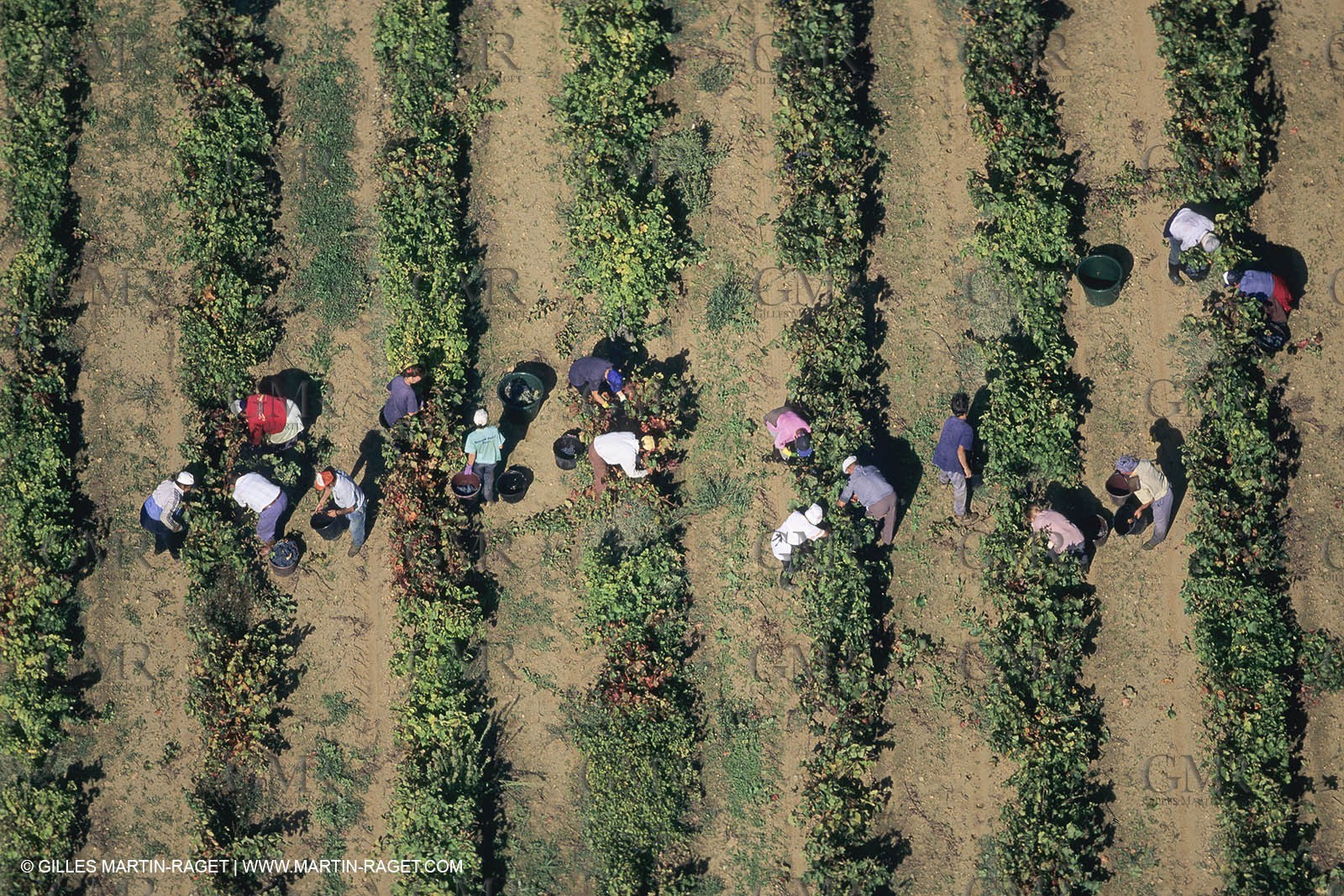 Vin, Vigne , Vendanges, vignification, vignobles, France, Provence, Côte du Rhône, Rosé