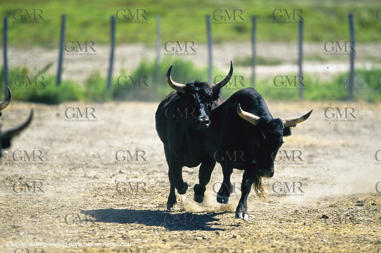 Bouches du Rhône, Camargue (FRA 13) - Camargue bulls