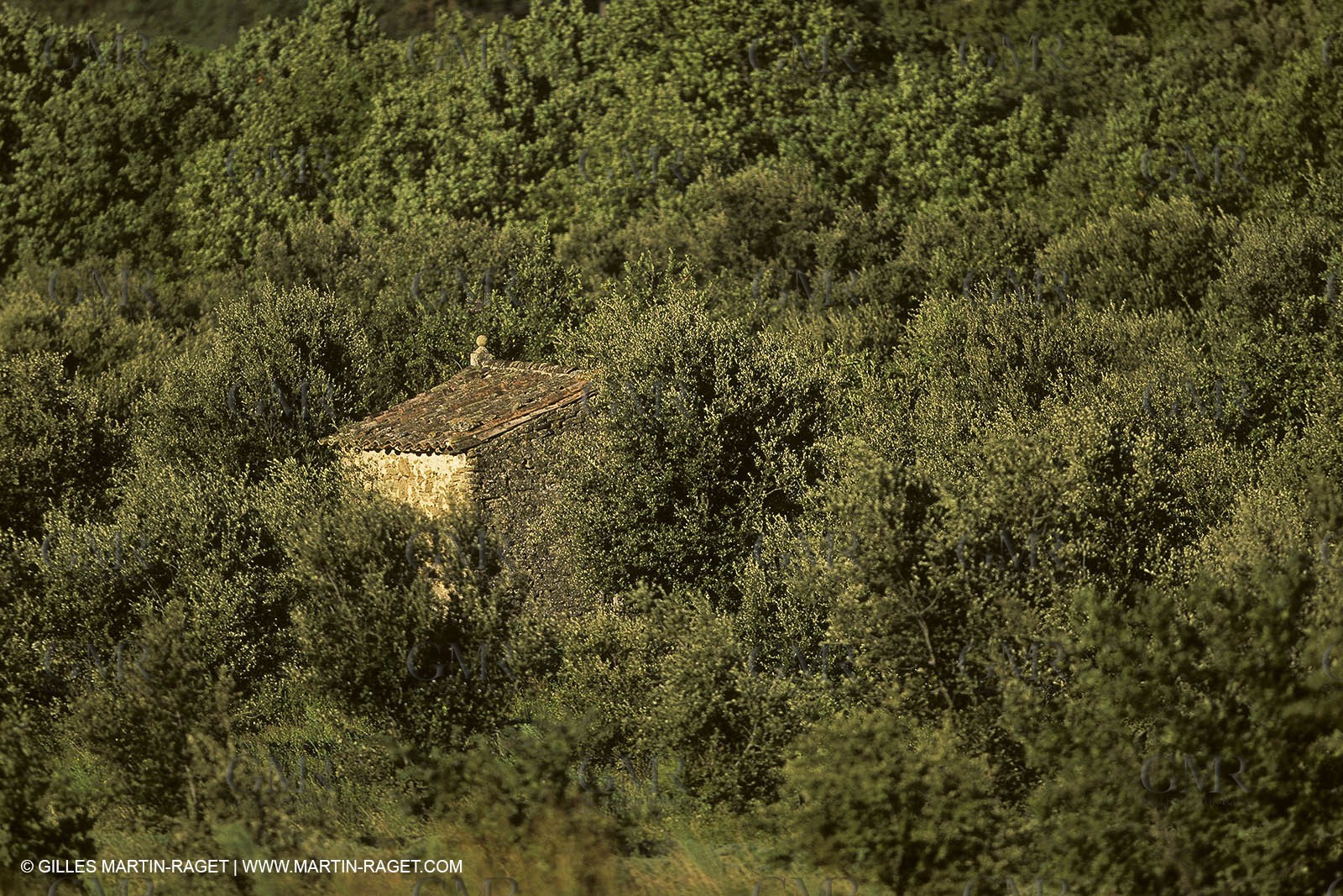 France, Provence, Oliviers, oliveraies, olive trees