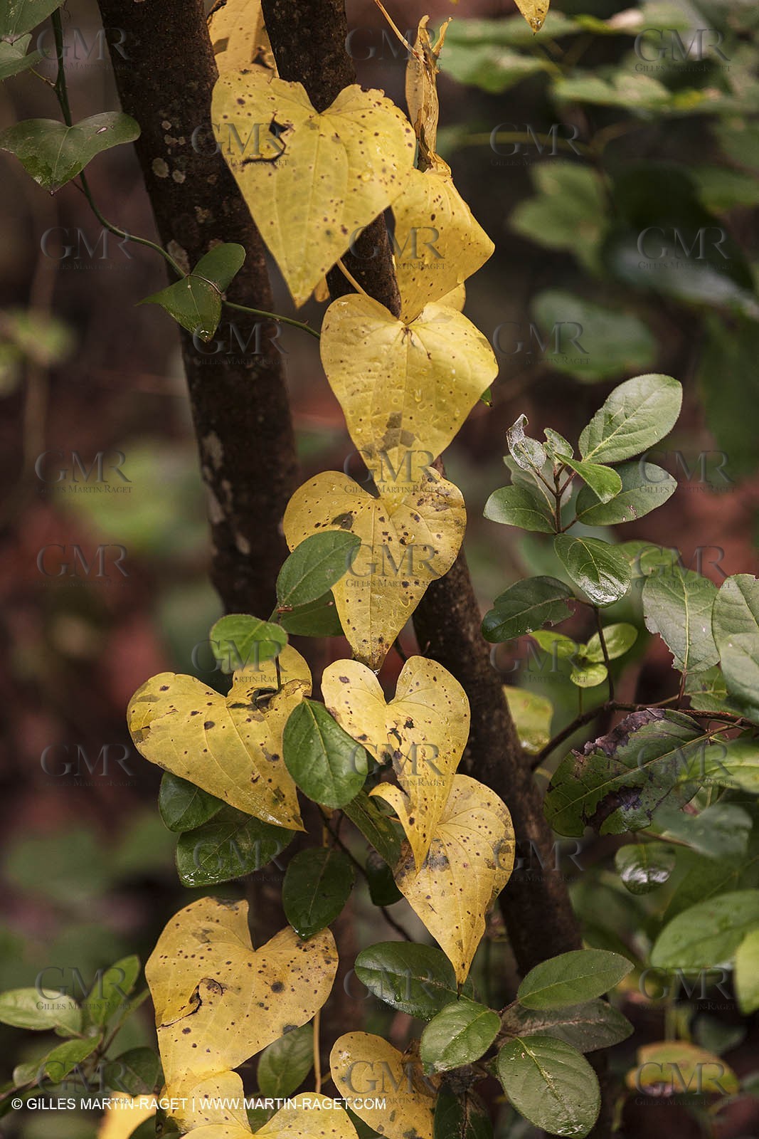 23 10 2012 - Gemenos (FRA) - Départemental Park of Saint Pons valley
