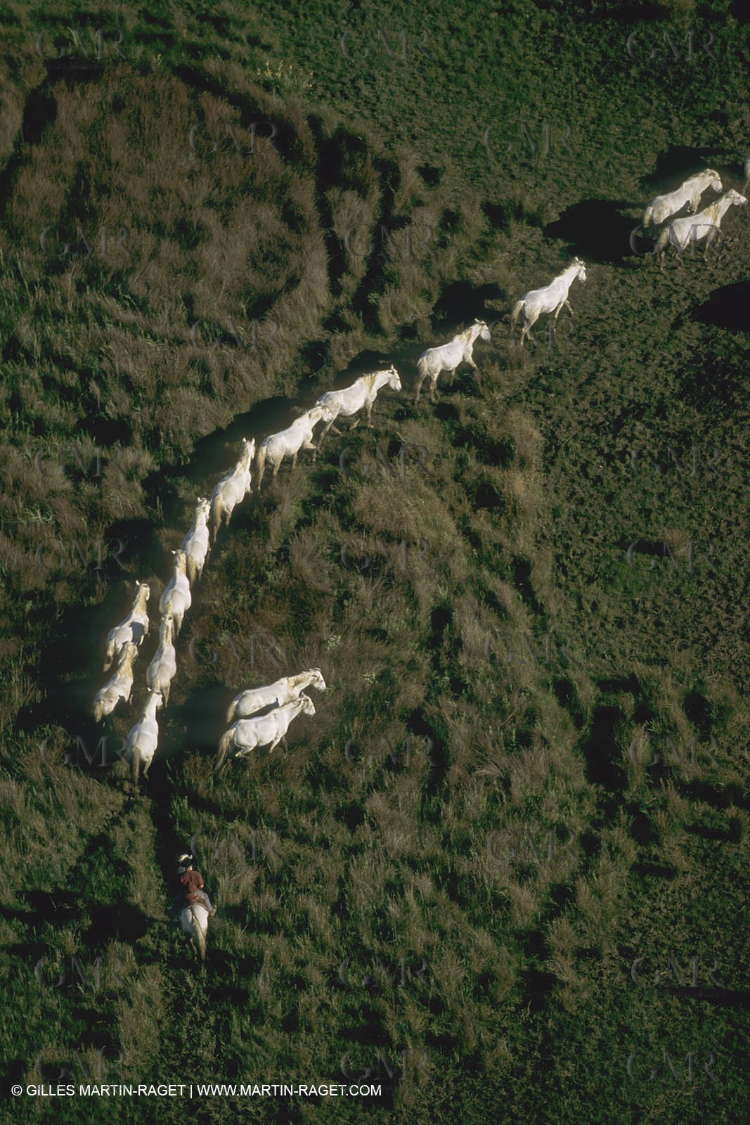 France, Provence, Camargue, chevaux   Horses