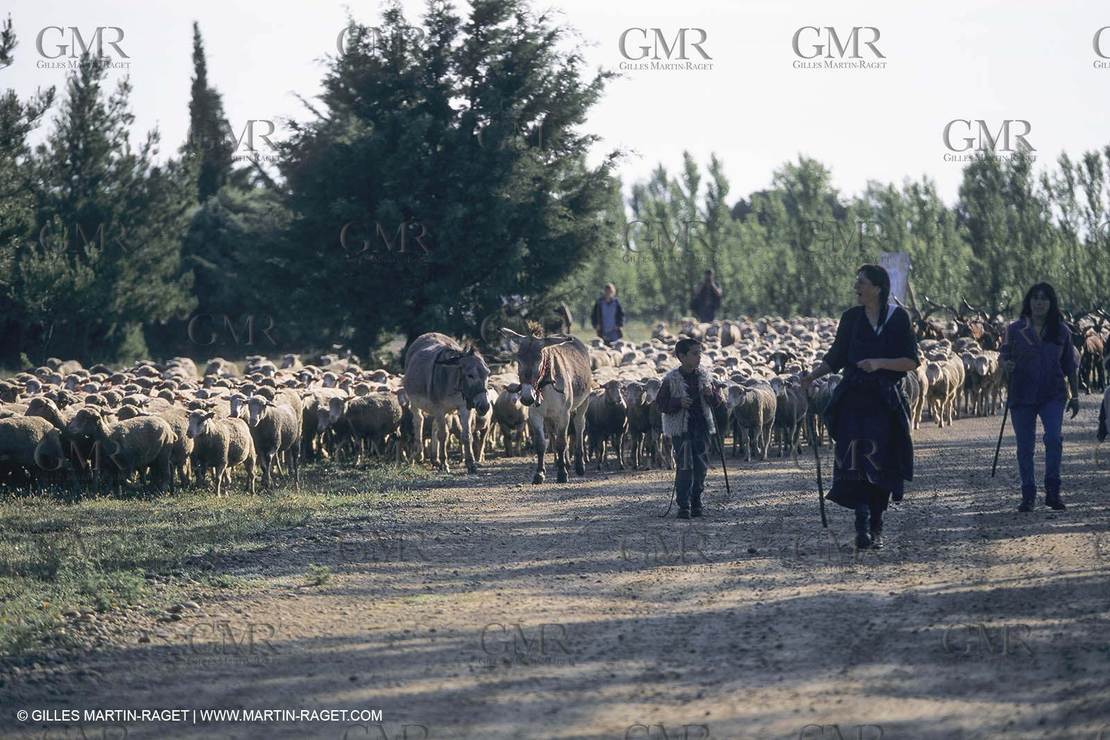 France, Provence, Moutons, bergers, élevage, transhumance