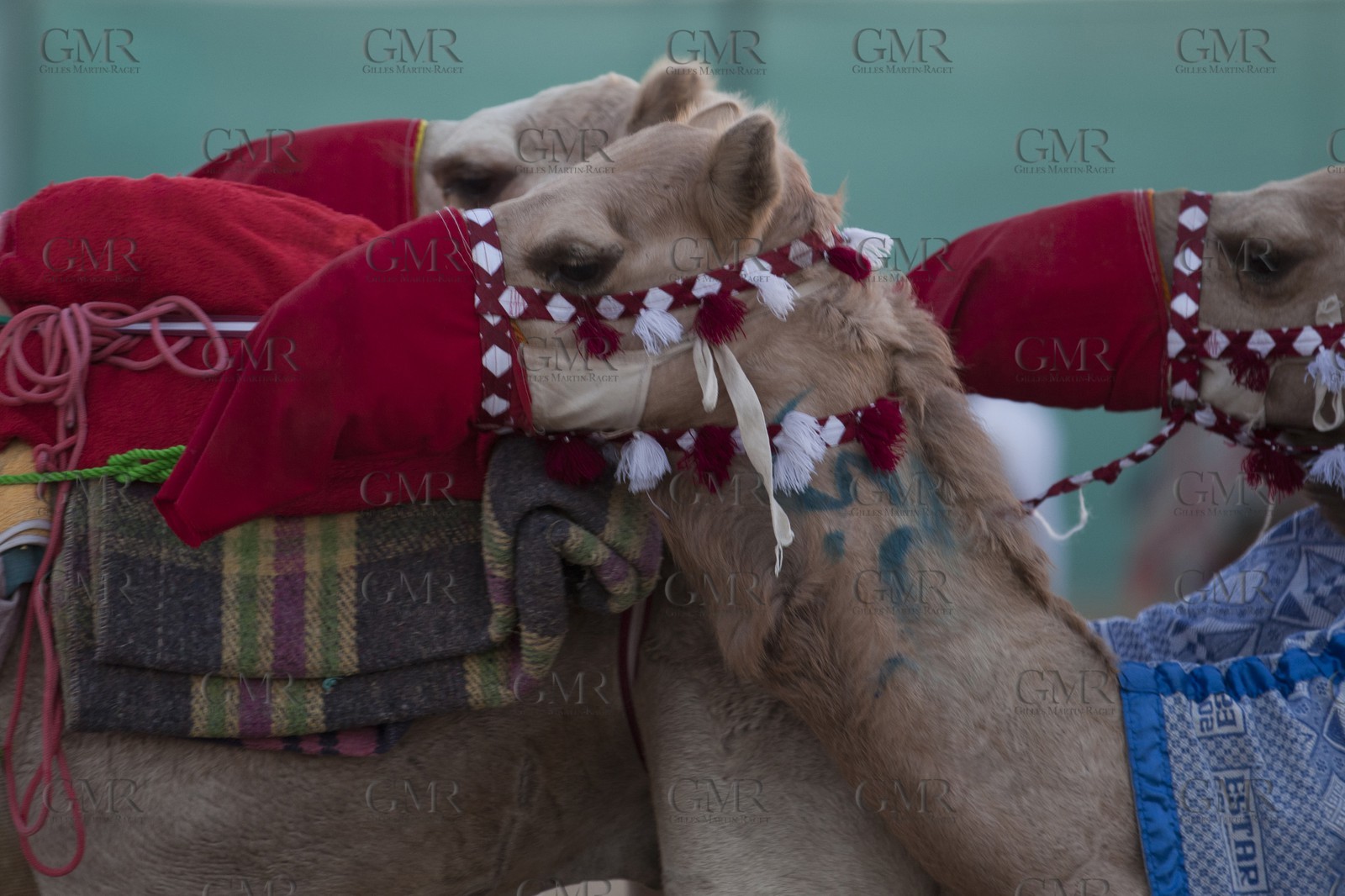 20 11 2010 - Dubai (UAE) - Camel races