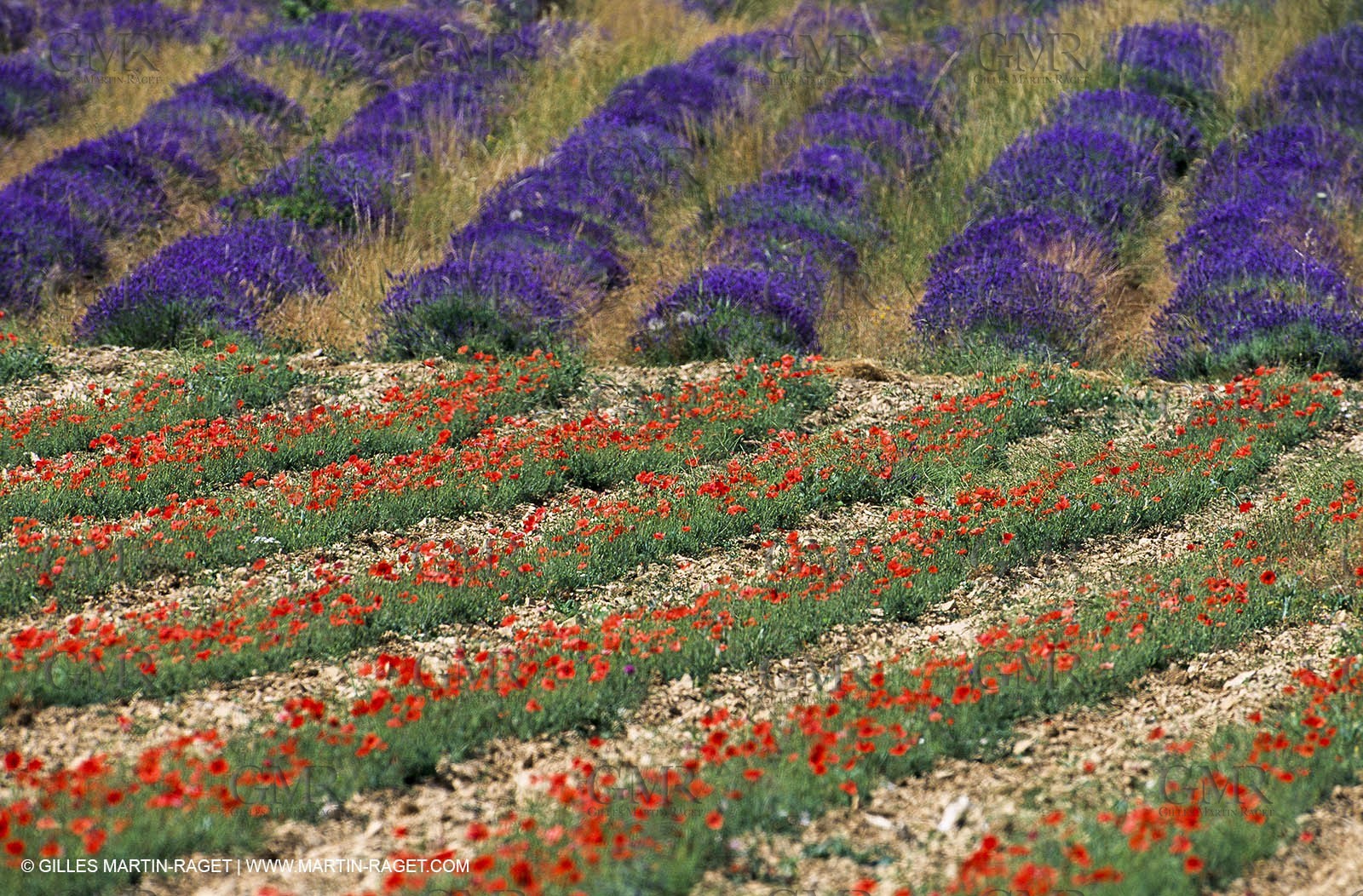 Lavender fields, popppies field