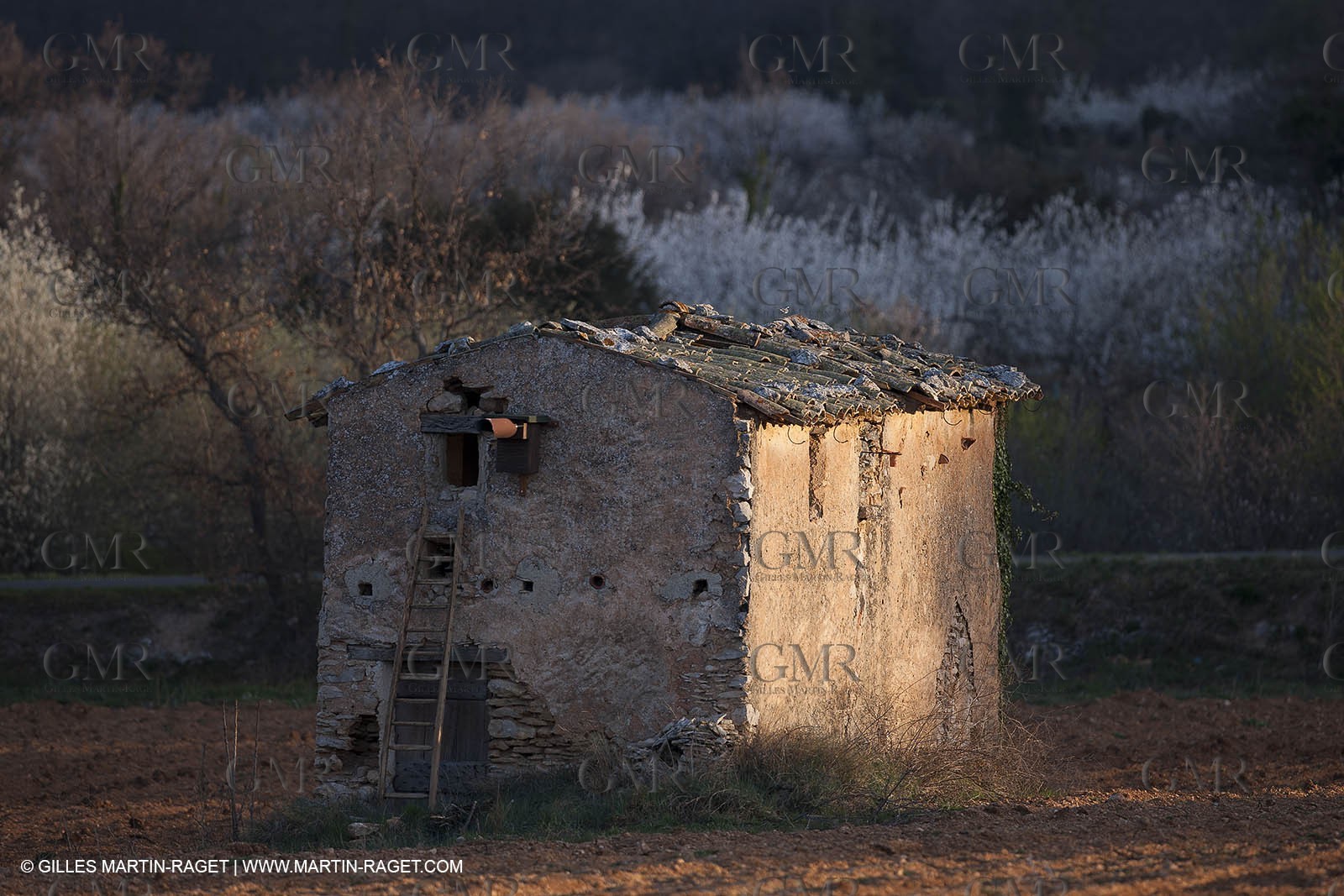 March 30th 2012 - Saint Saturnin les Apt (FRA, 84) - blooming cherry trees