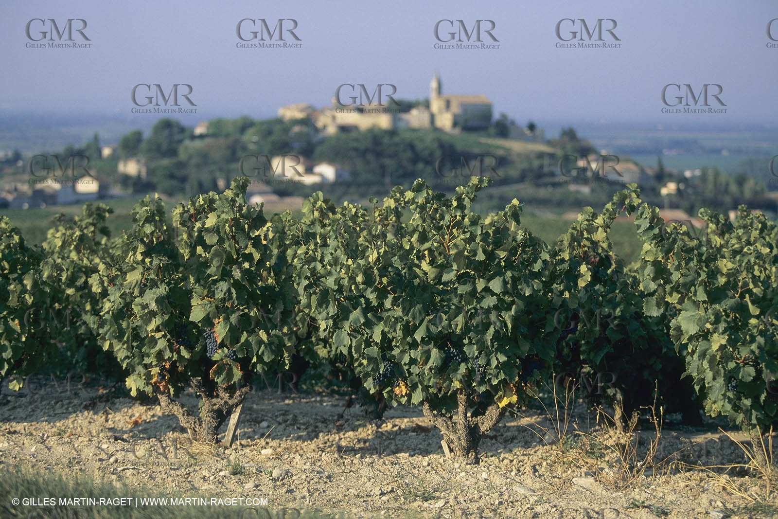 France, Provence, Vignobles des vins de Provence