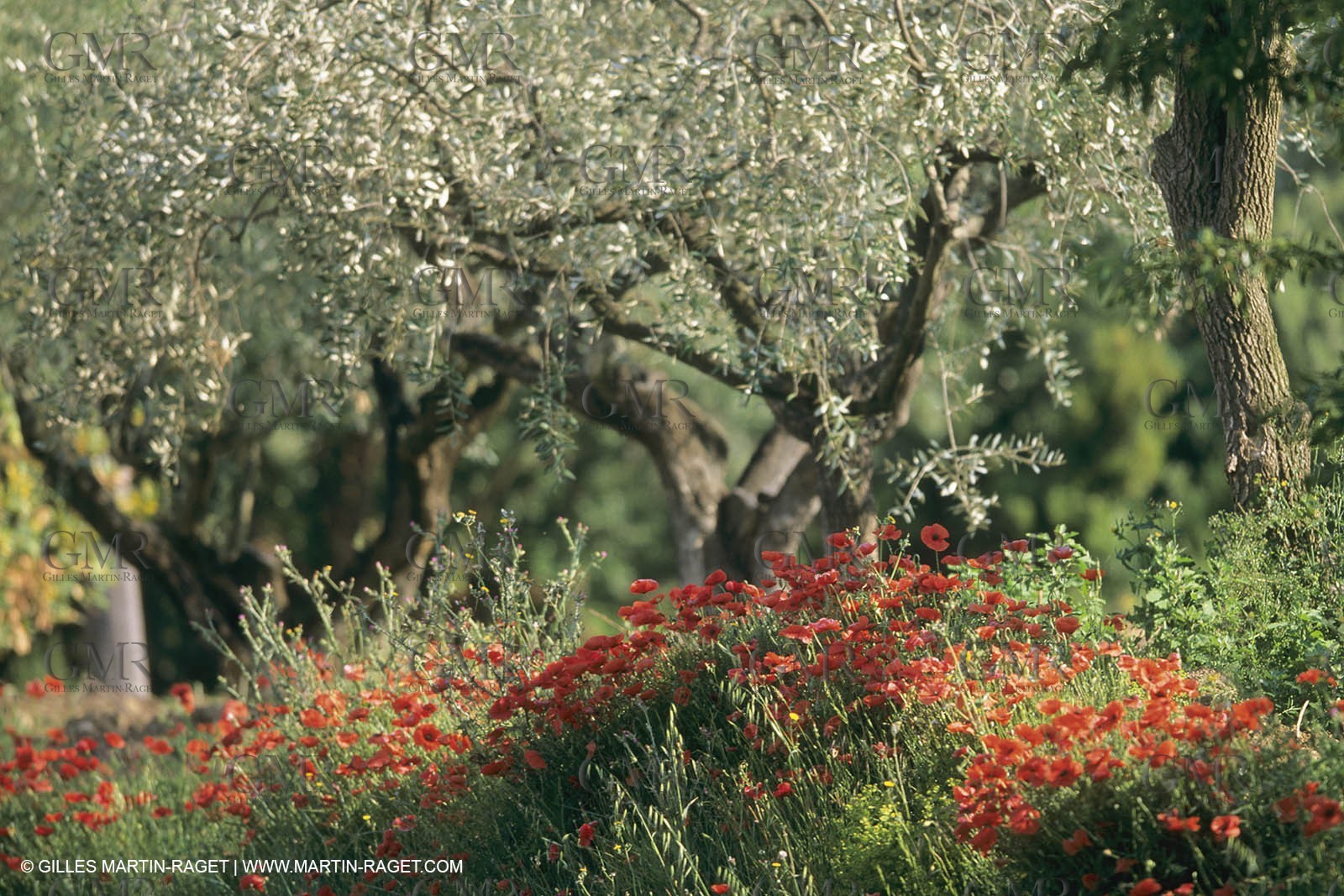 France, Provence, Champs de Coquelicots   Poppies fields