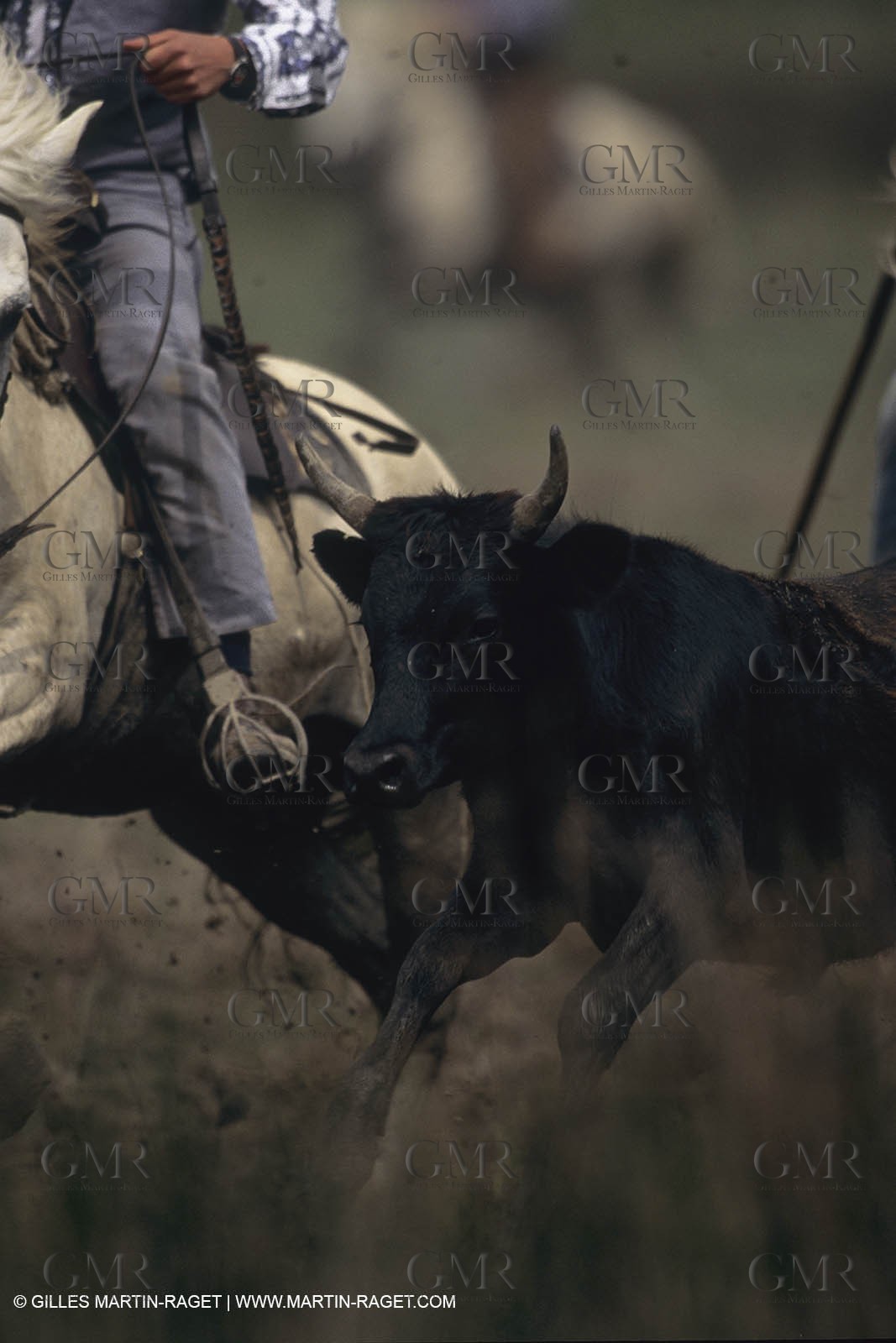 France, Provence, Camargue, Gardians de Camargue, métier, fêtes, élevage, tri