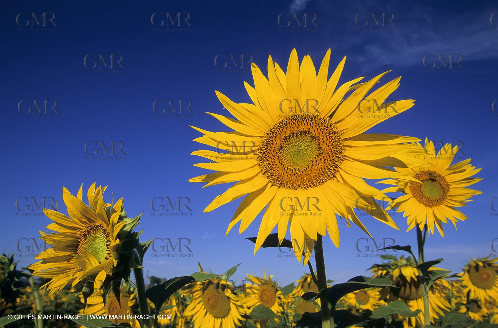 Luberon (FRA,84), Sunflower fields