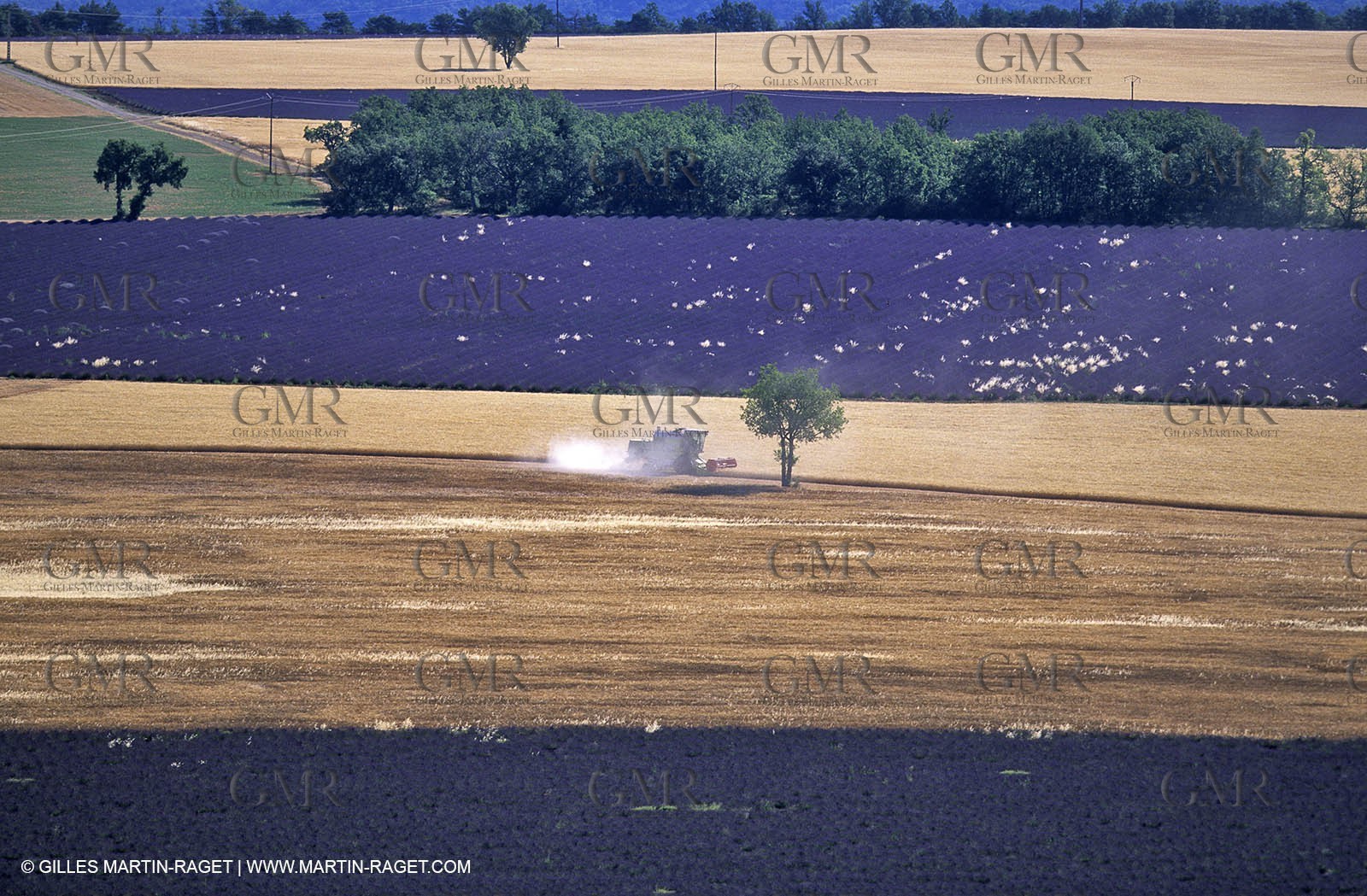 lavander fields , 2005  , Valensole plateau