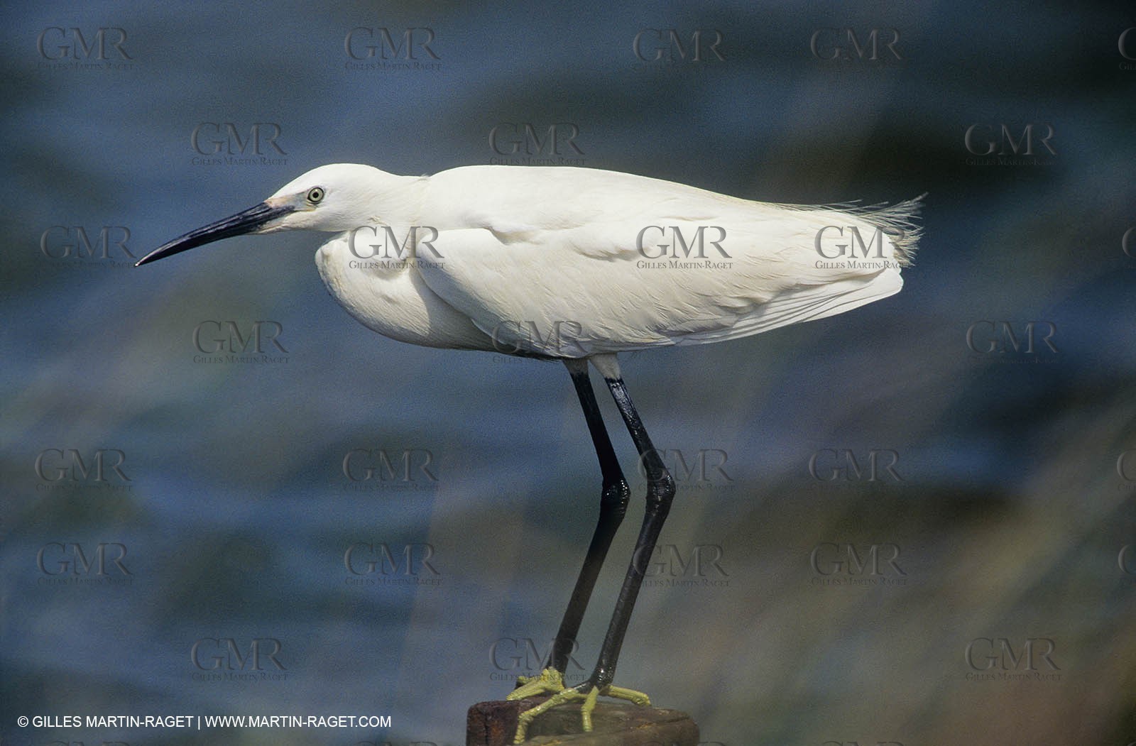 Camargue (FRA,13) - Birds in the Camargue - Little Egret