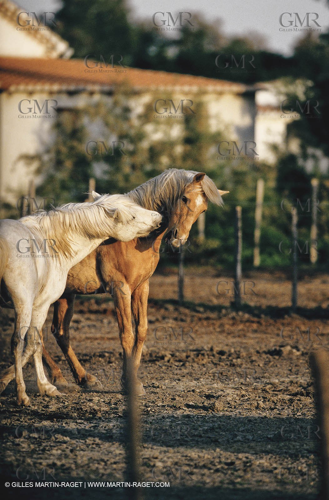 2000-2010- Arles - Les Saintes Maries de la mer (FRA,13) - Camargue horses