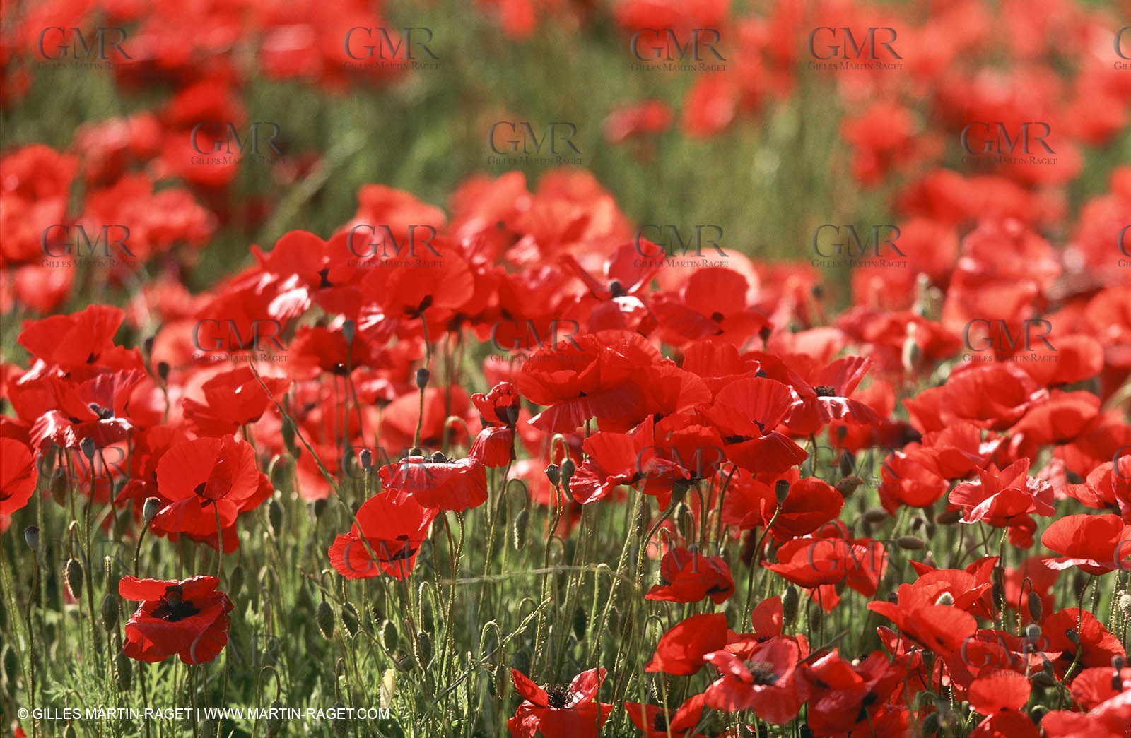 France - Languedoc-Roussillon - Nîmes Métropole - Costières