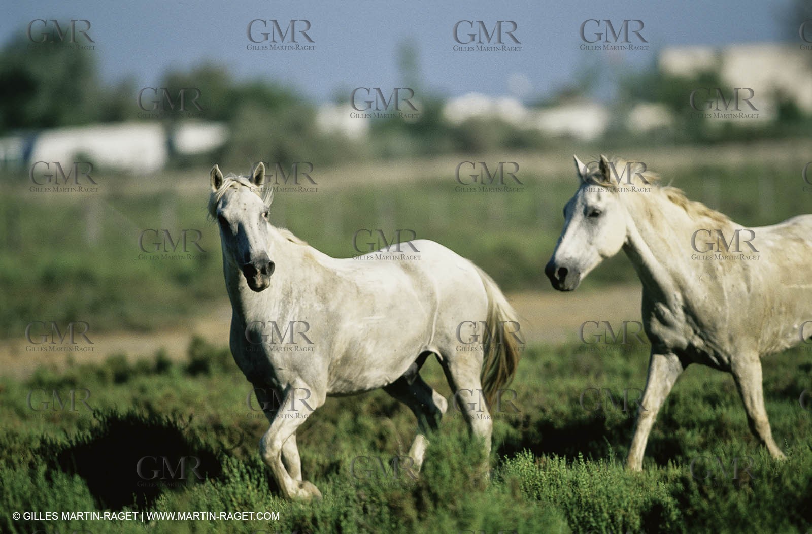 2000-2010- Arles - Les Saintes Maries de la mer (FRA,13) - Camargue horses