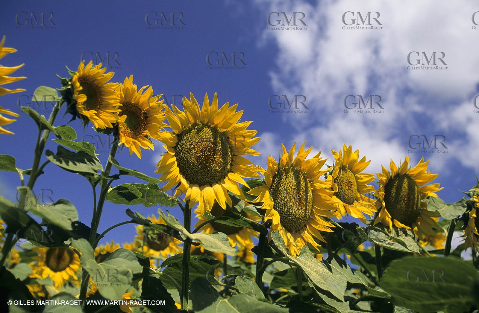 Alpilles (FRA,13) - Sunflower fields