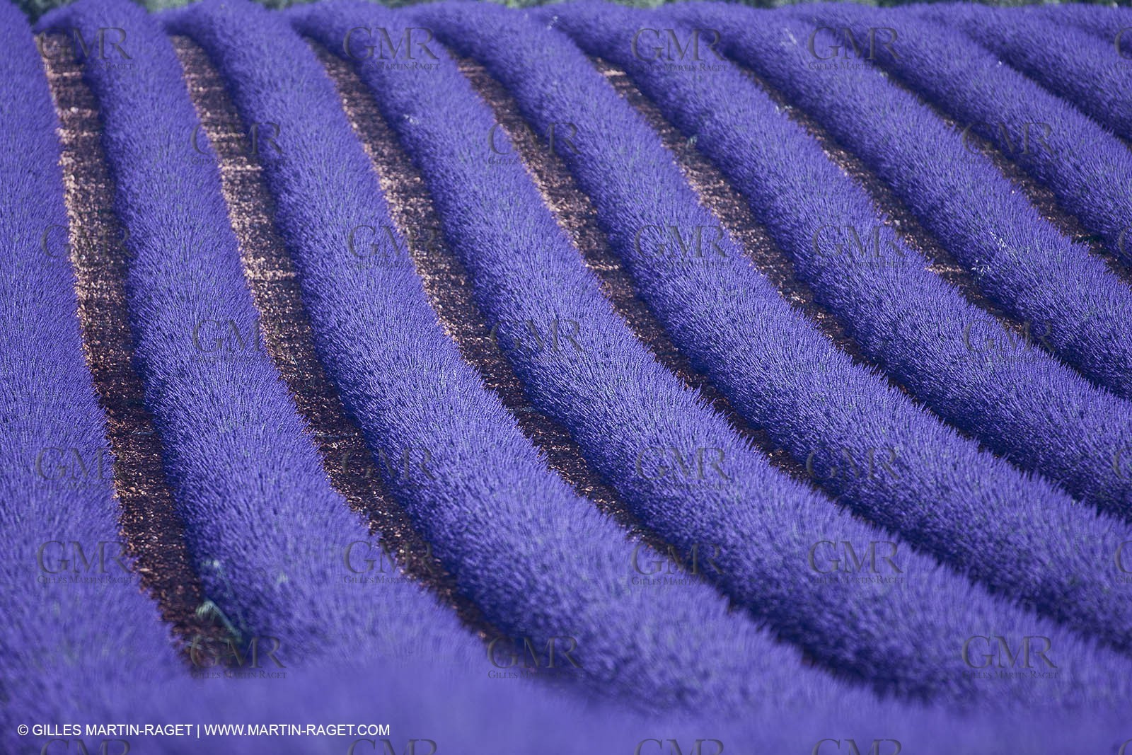 27 06 2011 - Valensole (FRA, 04) - Lavander fields