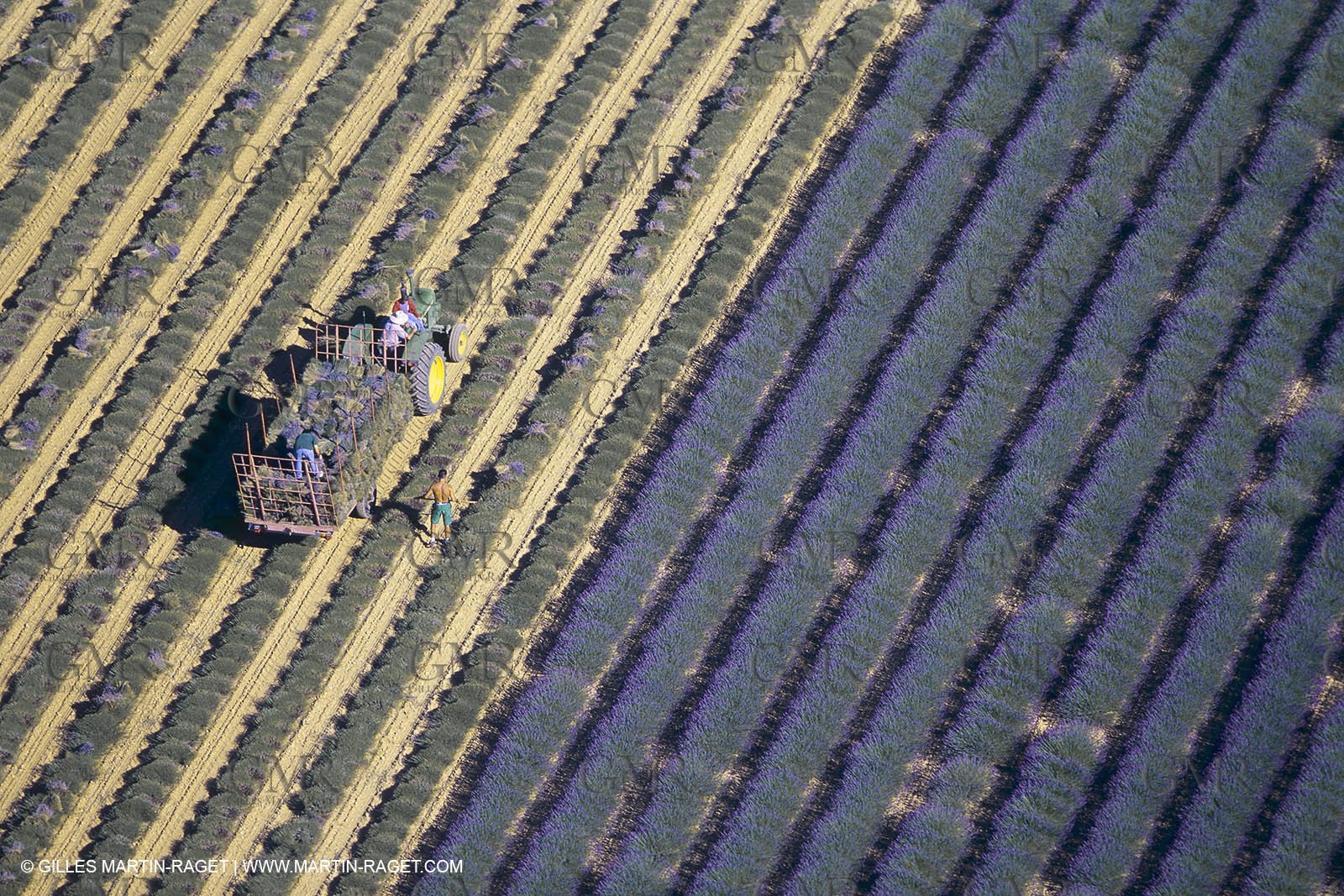France, Provence, Lavender fields