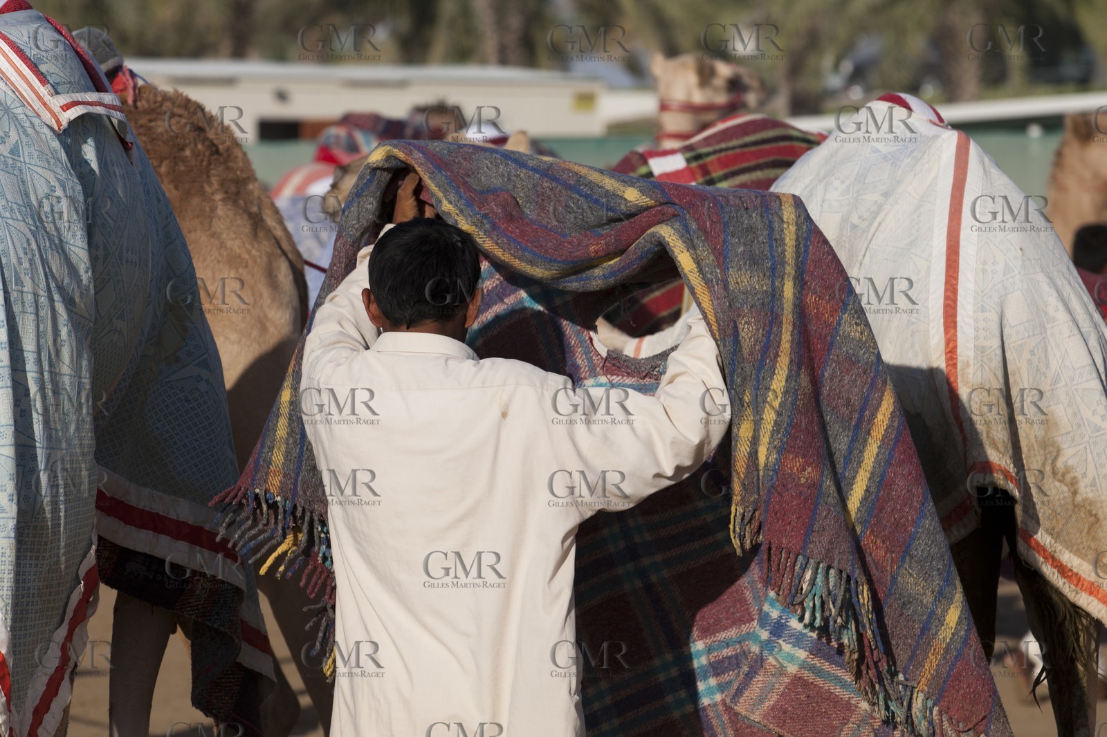 20 11 2010 - Dubai (UAE) - Camel races