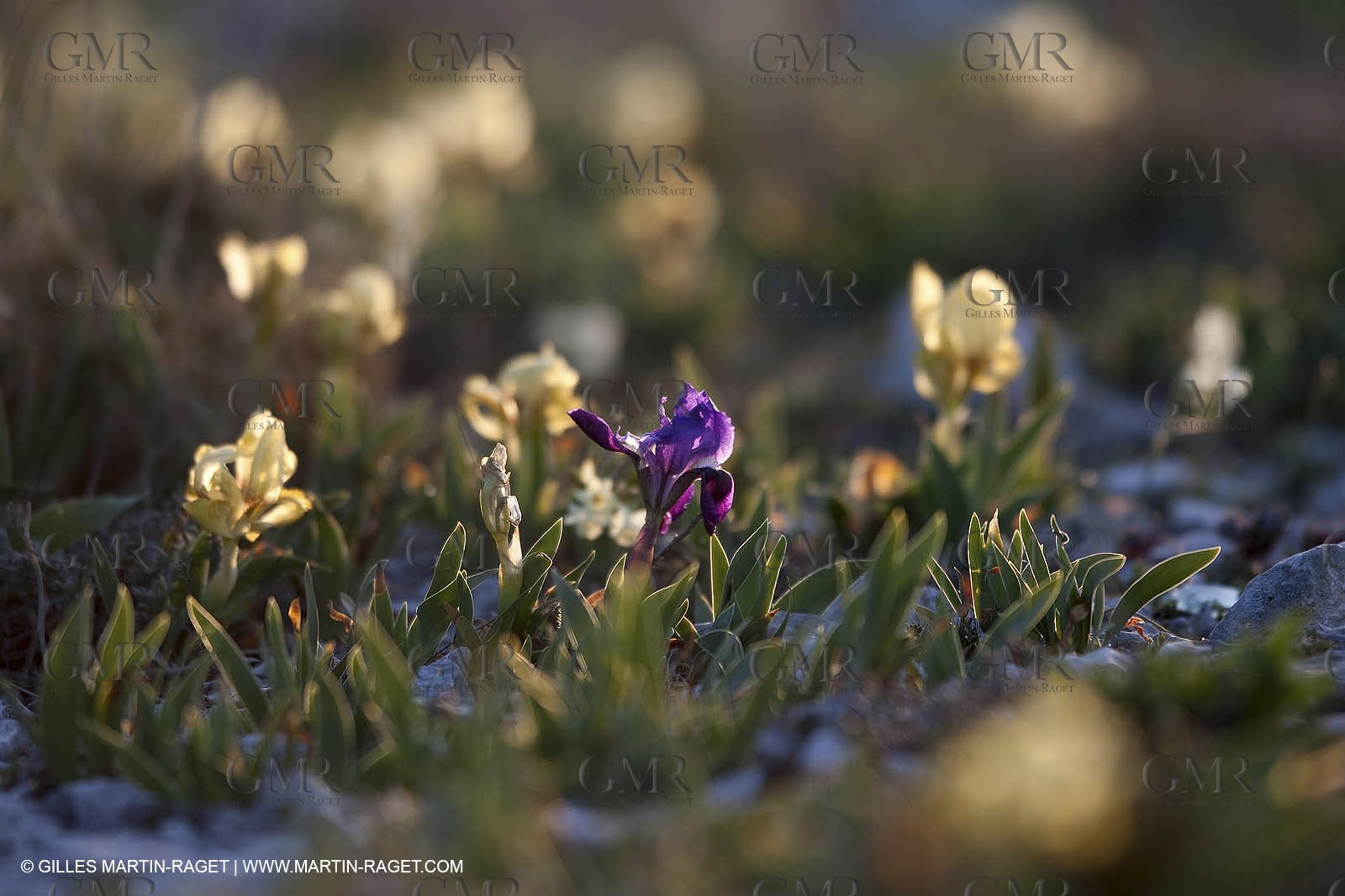 26 03 2009 - Marseille (FRA, 13) - Les Calanques - Plateau de l'Homme Mort