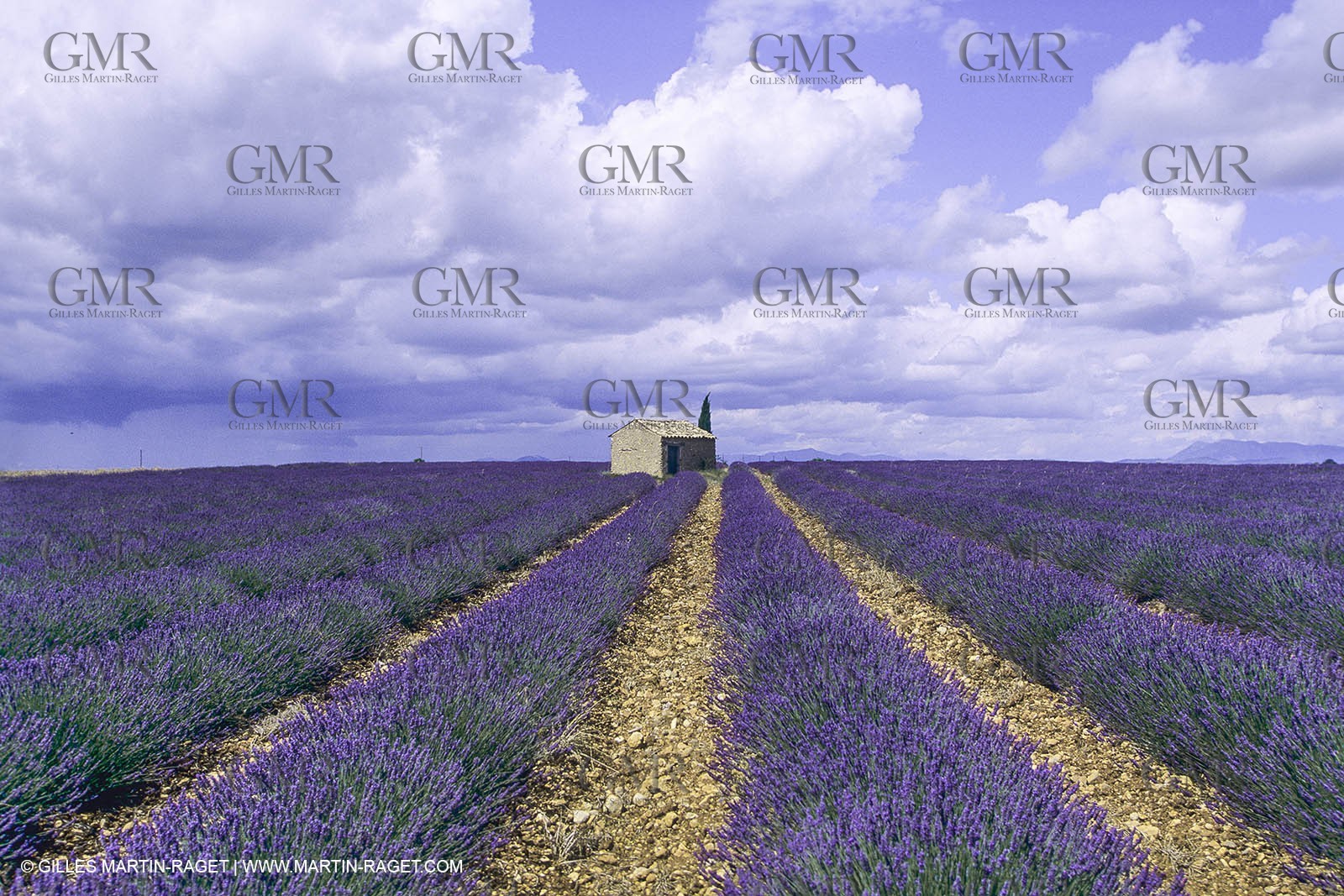 France, Provence, Lavender fields