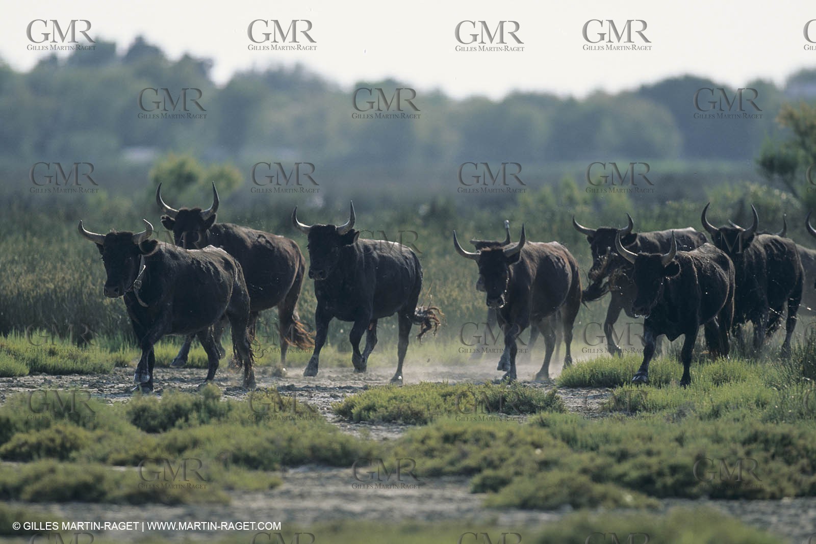 France, Provence, Camargue, Taureaux, Bulls