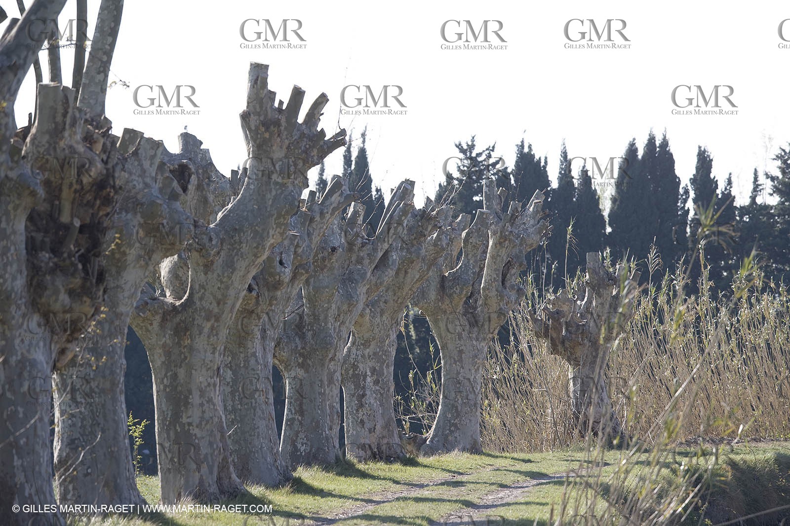 25 02 2005 - Arles and surroundings (FRA, 13) - Vincent Van Gogh south