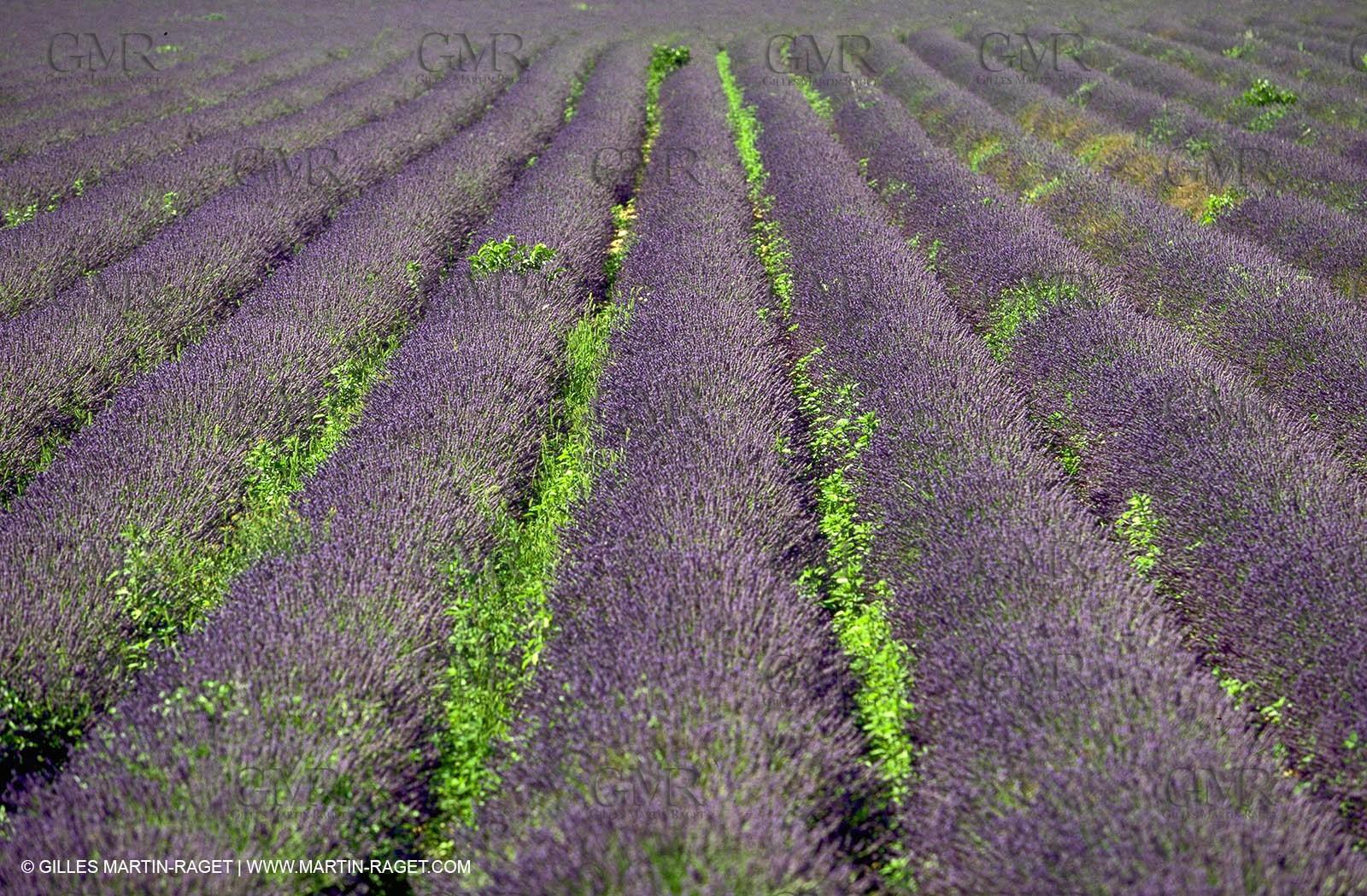 Lavenders