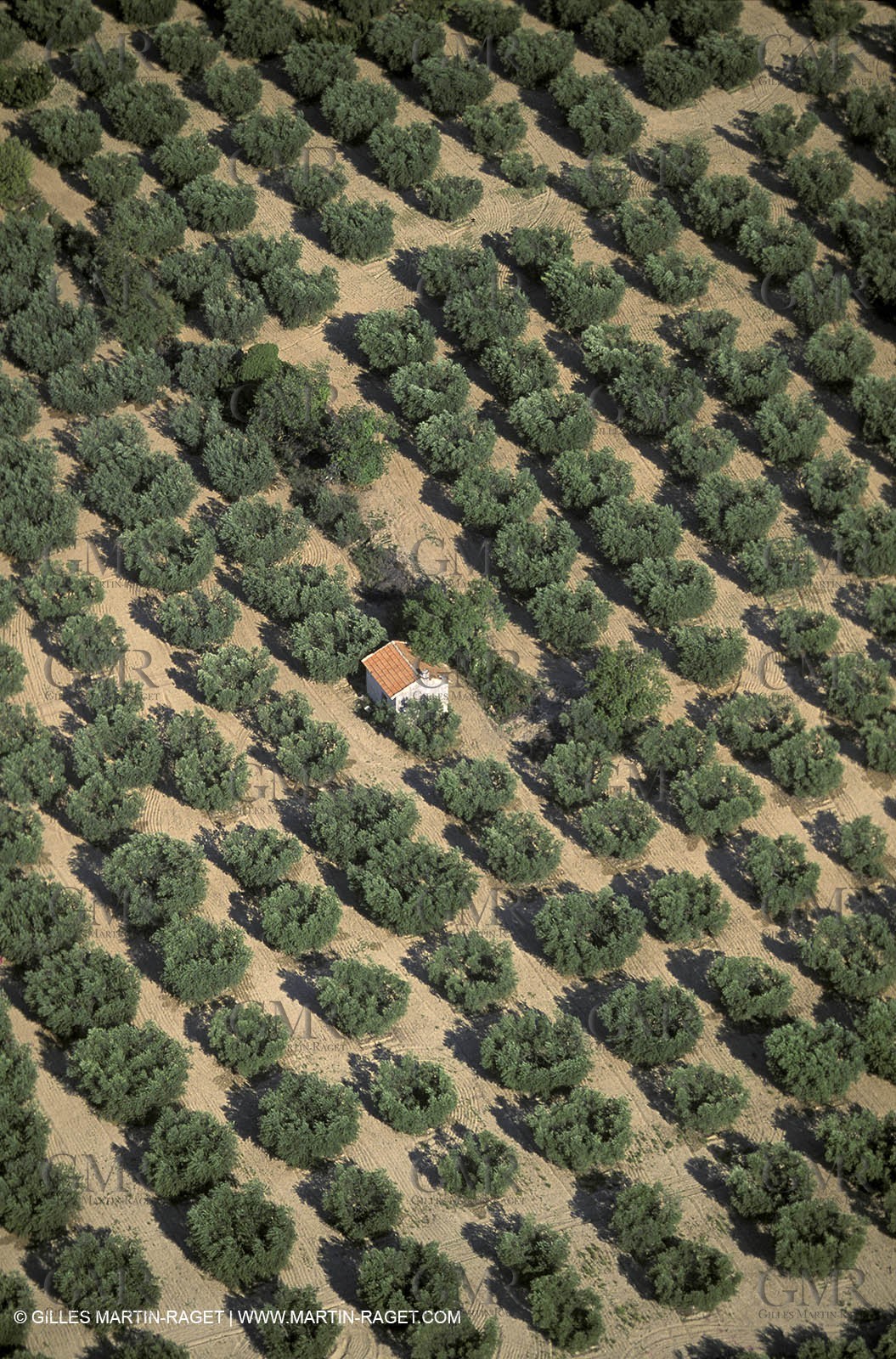 Baux de Provence valley olive tree fields