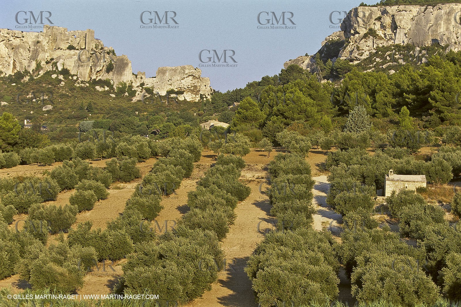 France, Provence, Oliviers, oliveraies, olive trees