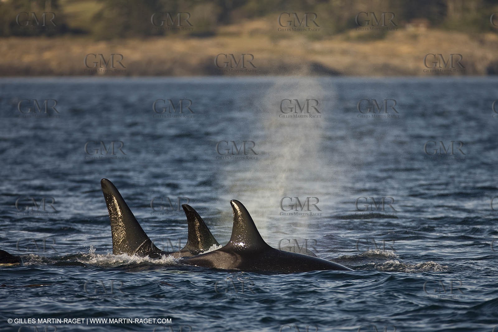 Marine animals