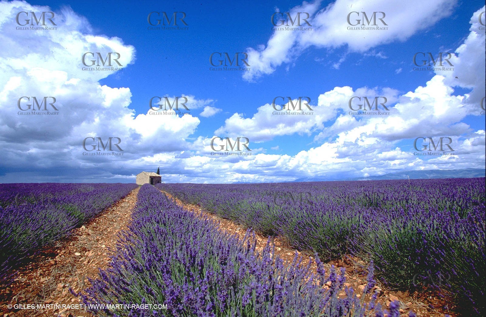 Lavander fields