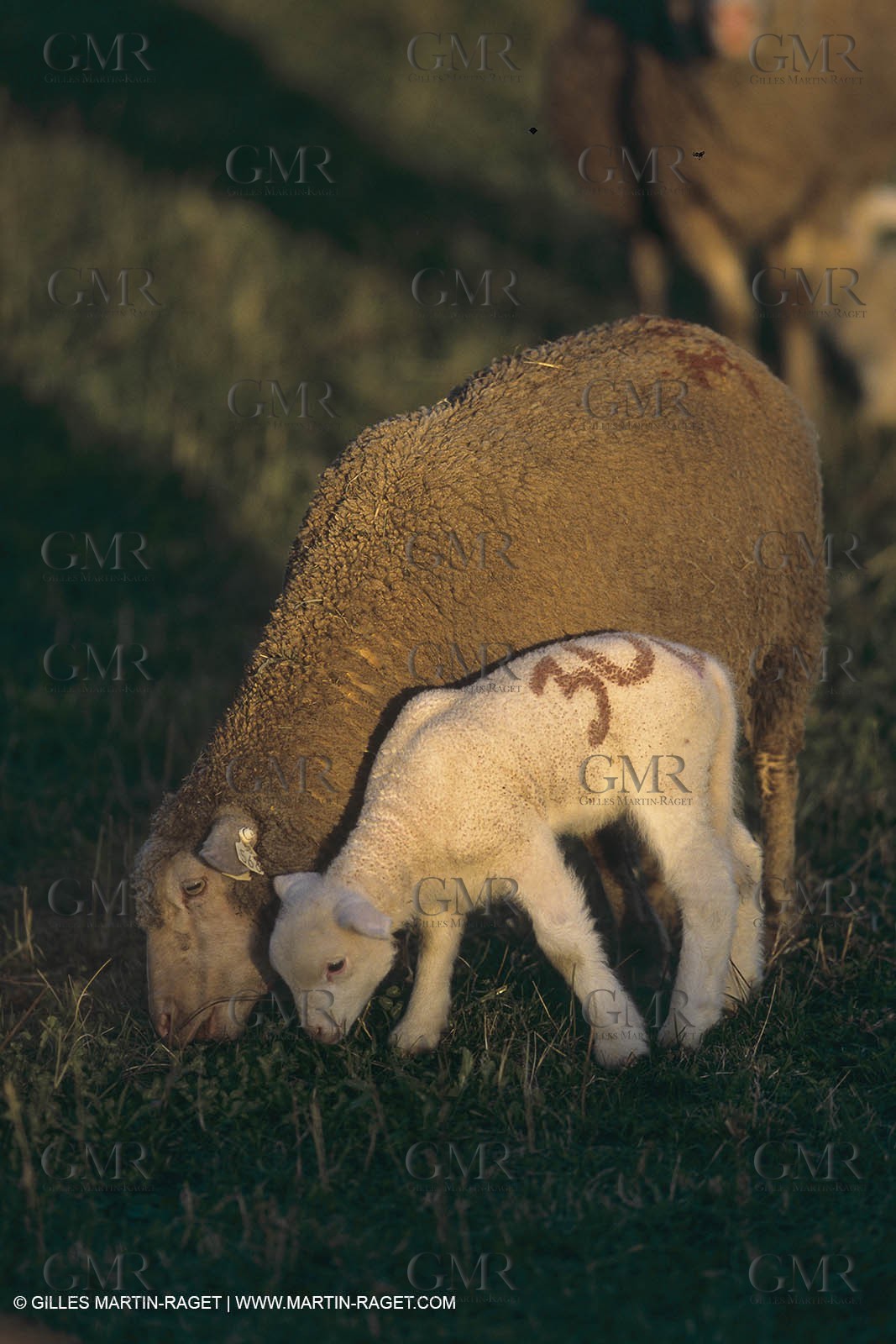 France, Provence, Moutons, bergers, élevage, transhumance