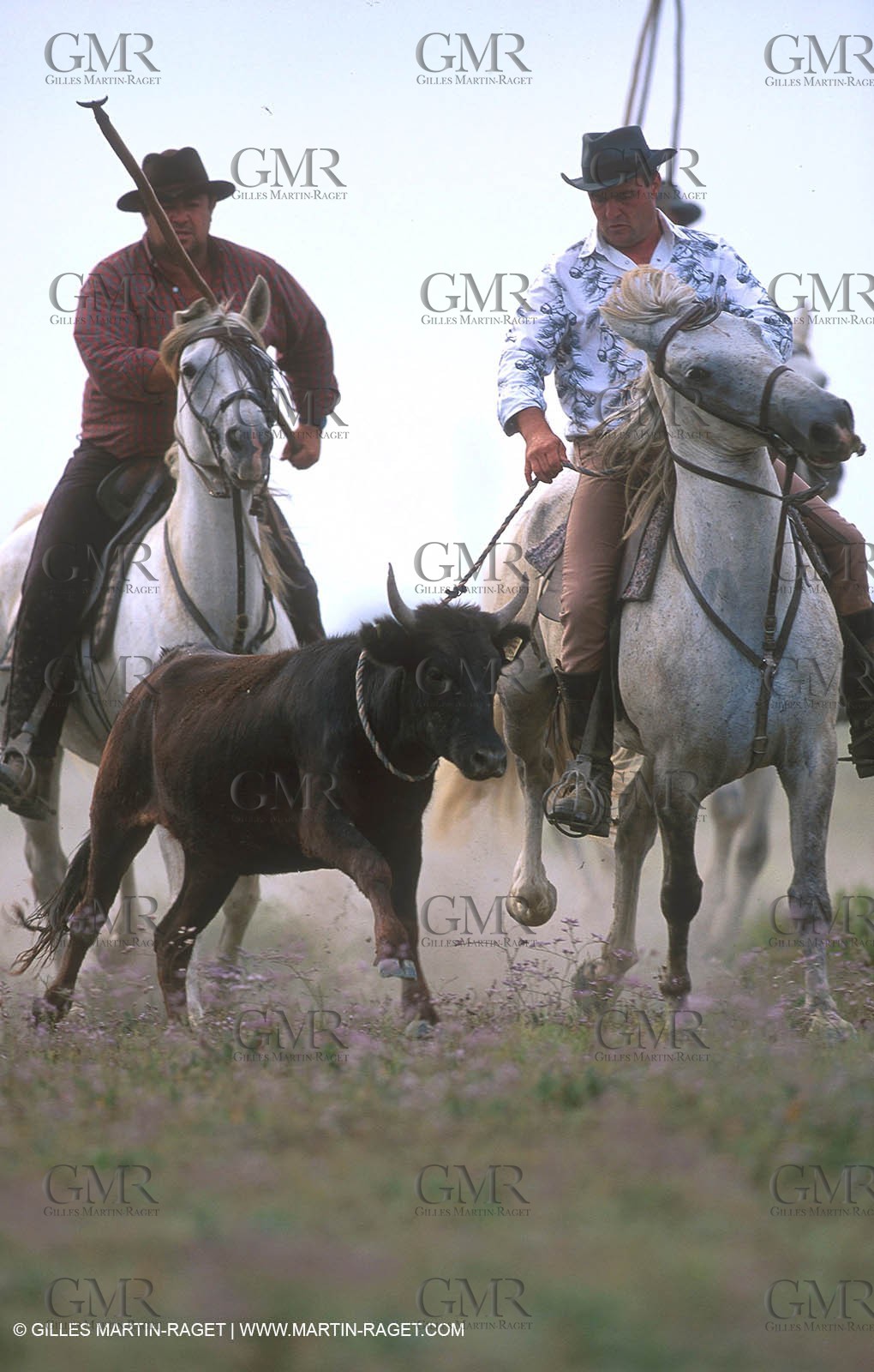 Arles - Camargue gardians (cow boys) at work