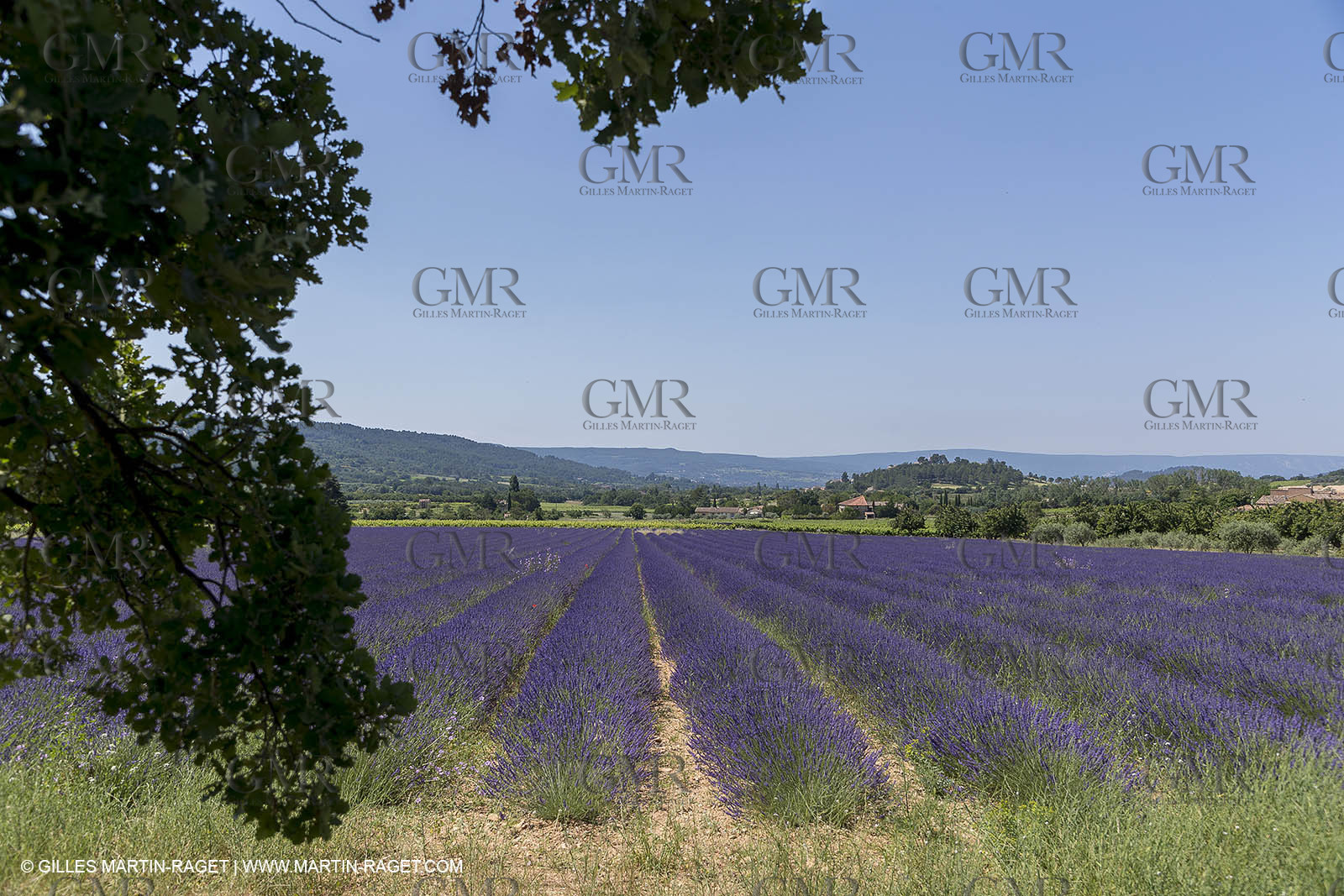 21 06 2018,Rustrel (FRA, 84), champs de lavande