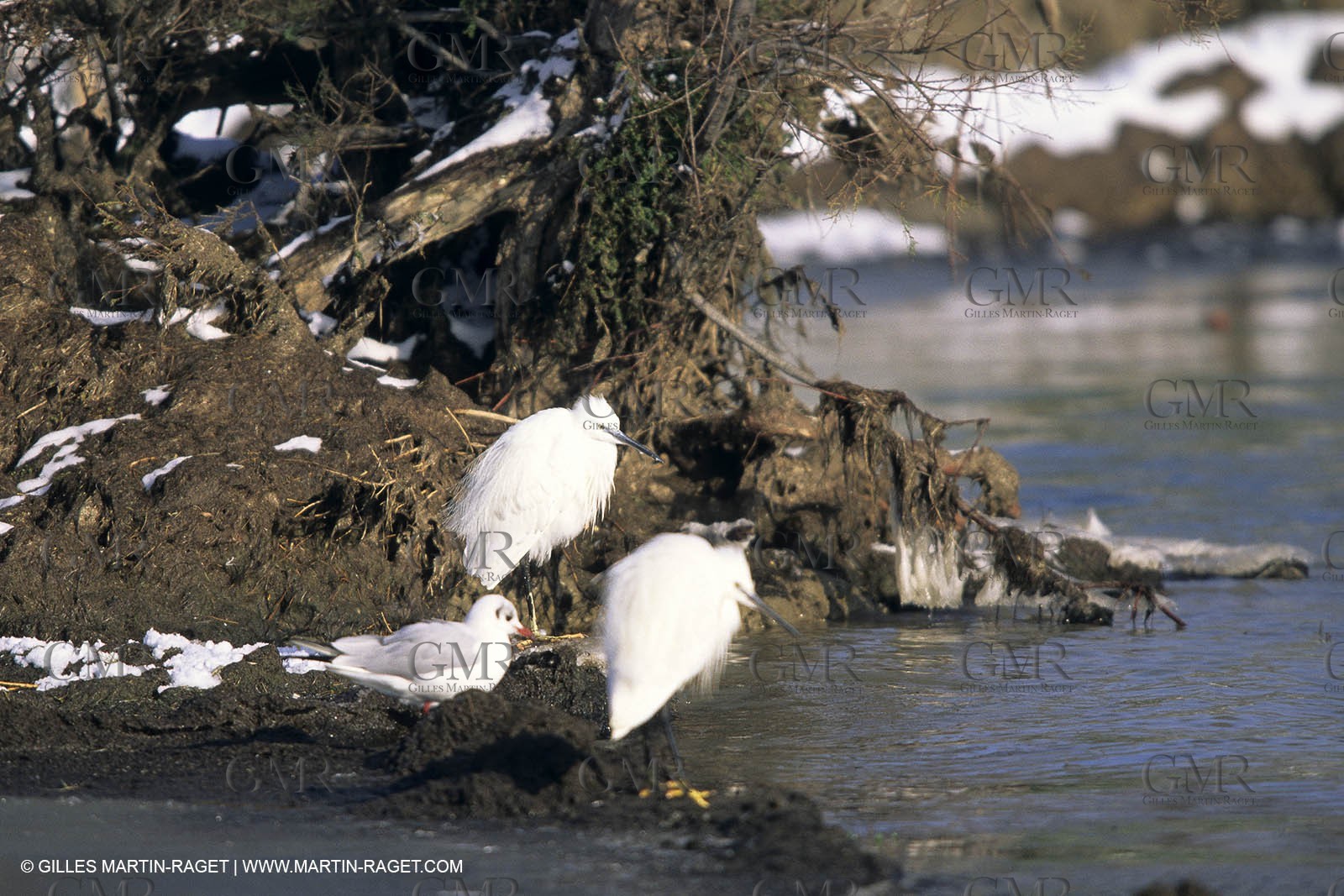 Provence under snow - Camargue