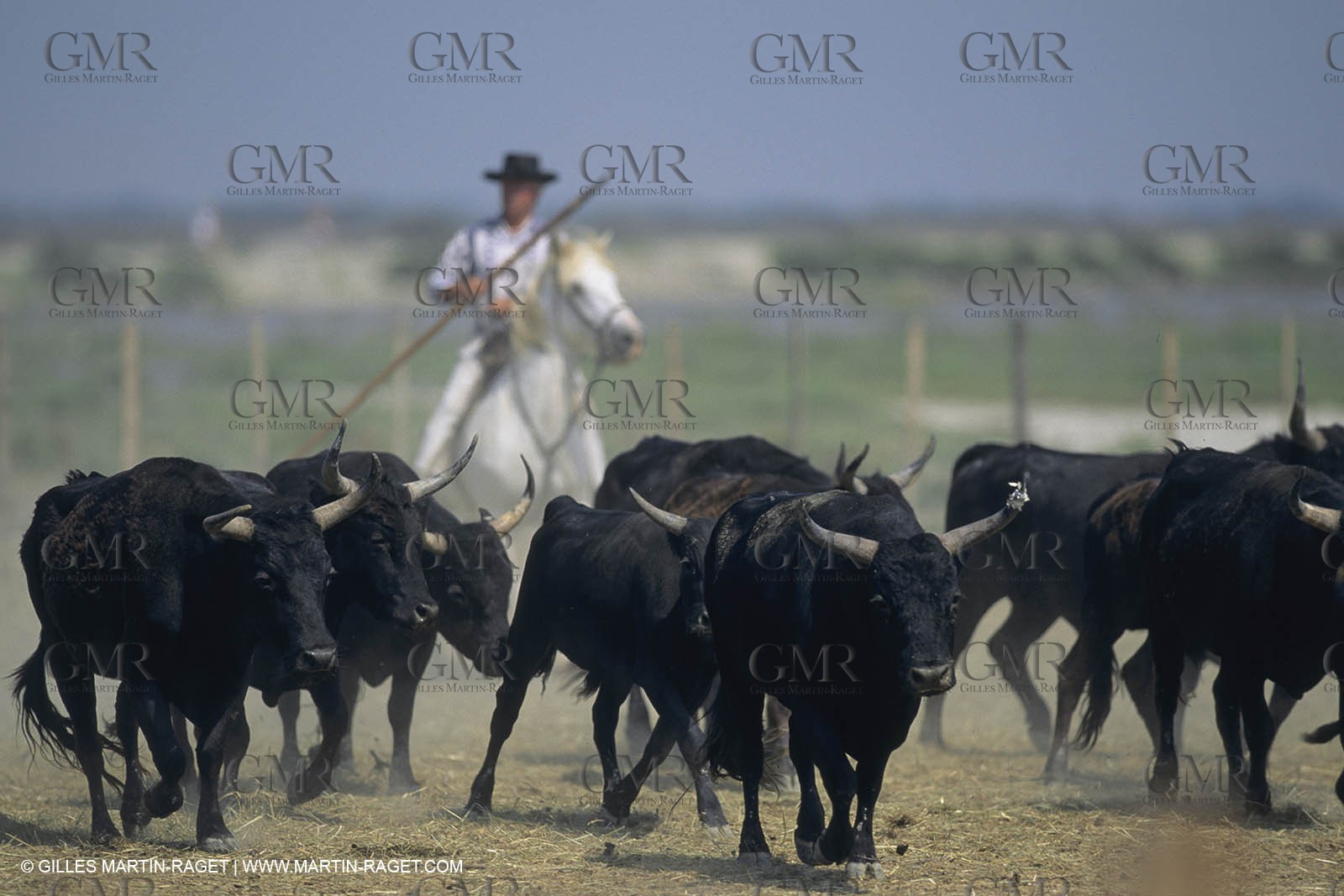 France, Provence, Camargue, Gardians de Camargue, métier, fêtes, élevage, tri