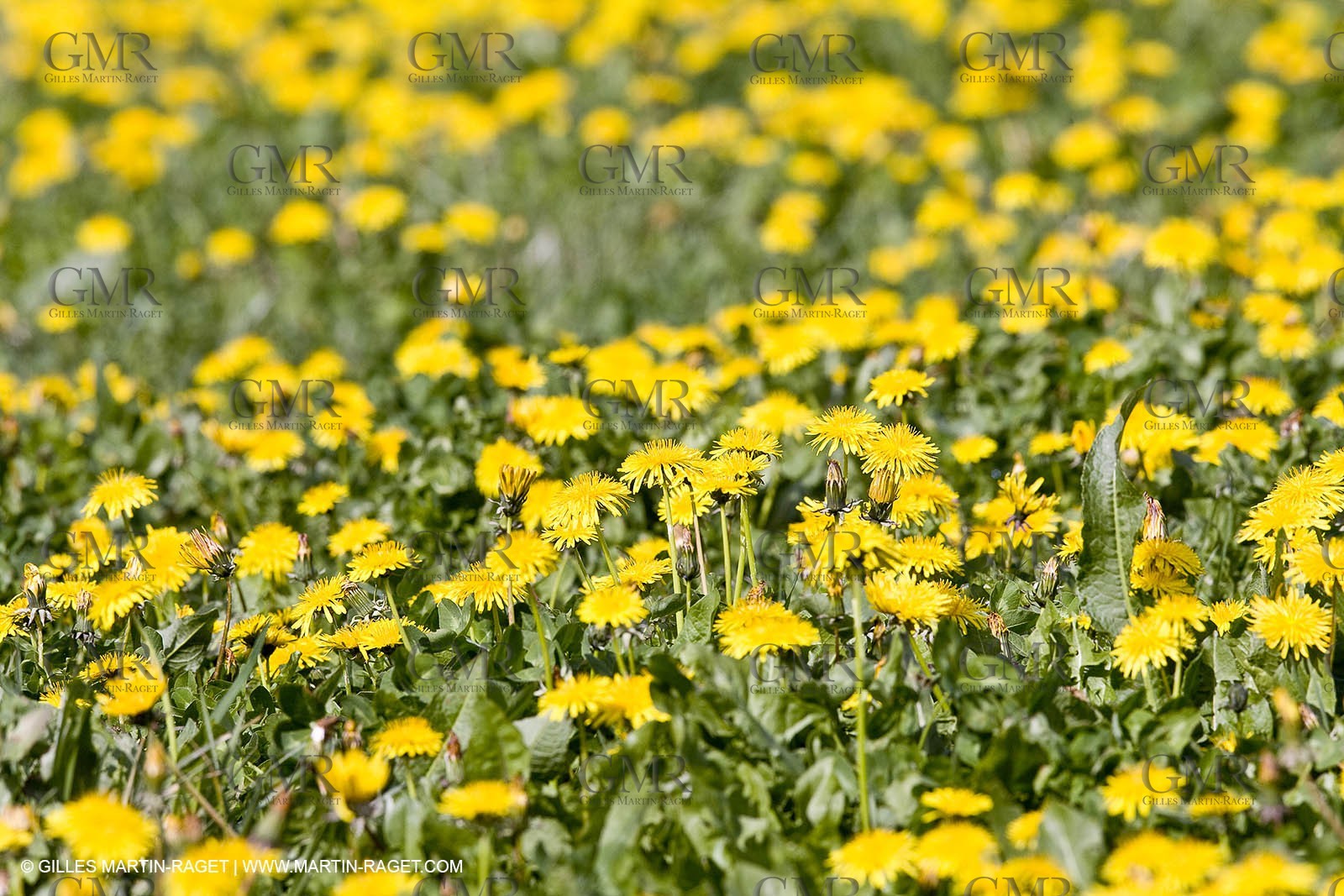 16 03 2008 - Saint Rémy de Provence (FRA, 13) - Alpilles hills landscapes - Dandelion field