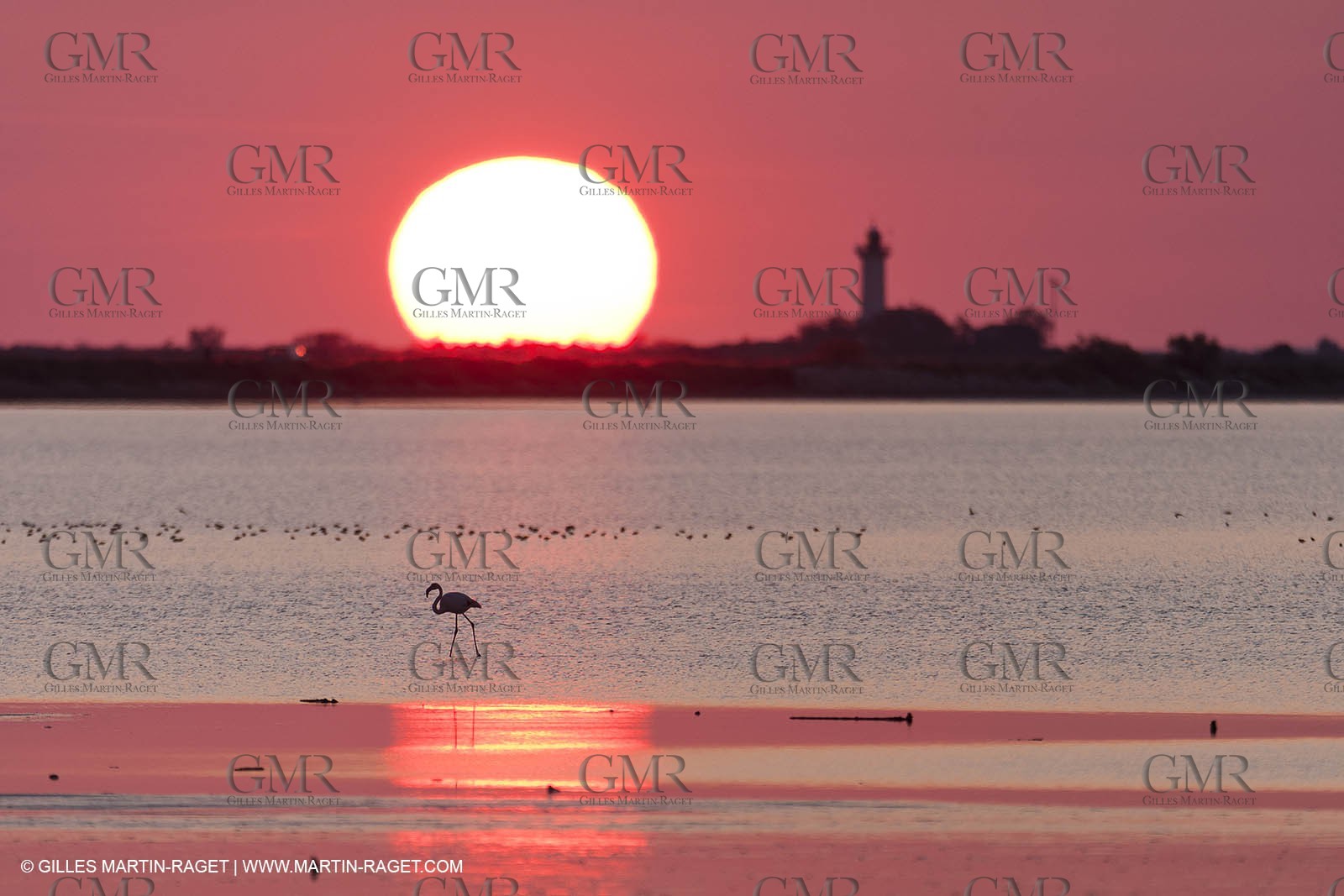 19 04 2011 - Arles (FRA,13) - Pink flamingos in La Gacholle Lighthouse vicinity