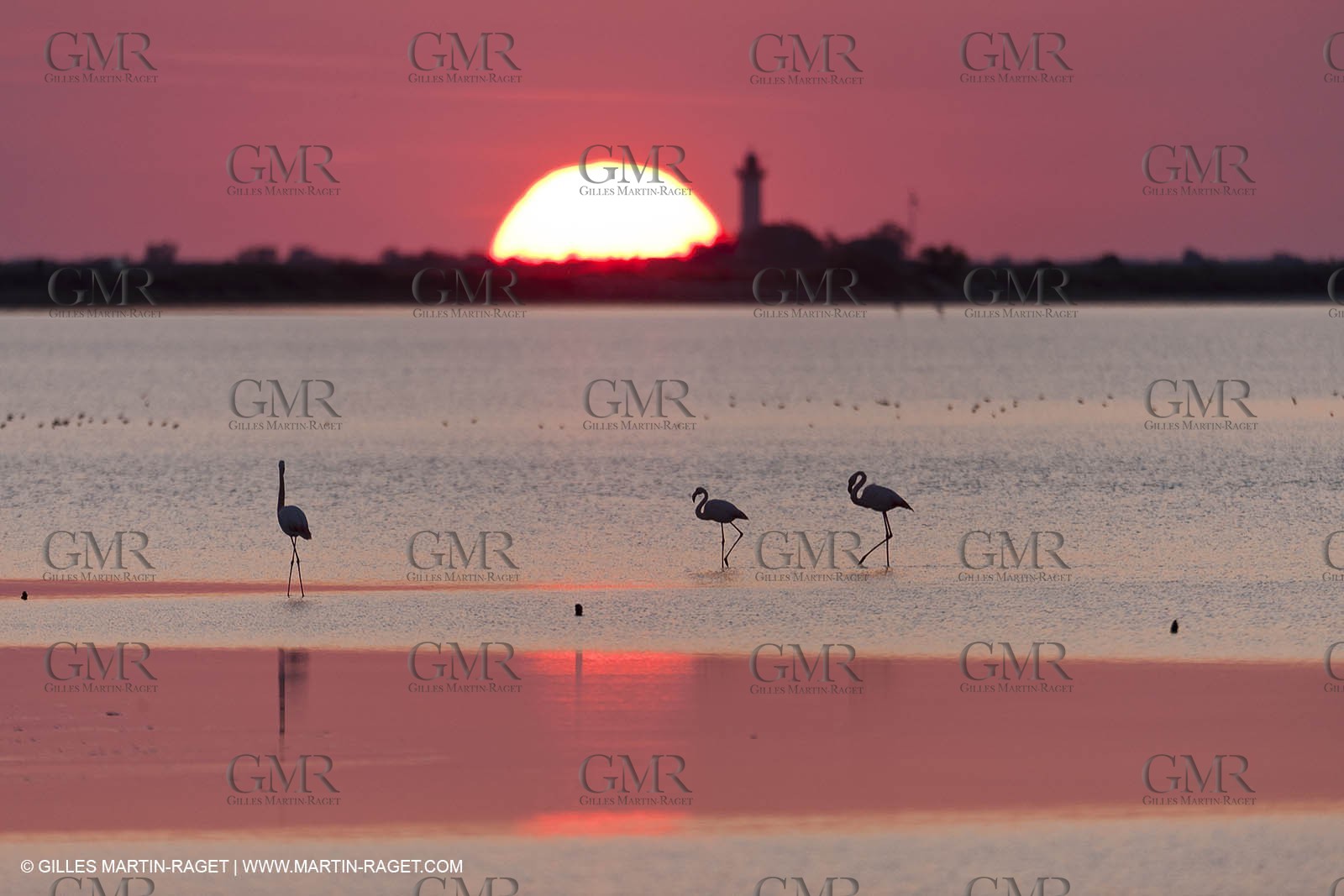19 04 2011 - Arles (FRA,13) - Pink flamingos in La Gacholle Lighthouse vicinity
