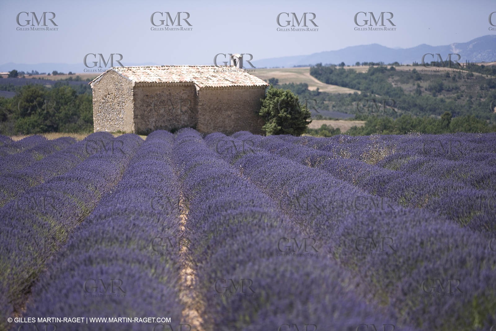 13 08 2007 - Valensole (04) - lavender fields on Valensole plateau