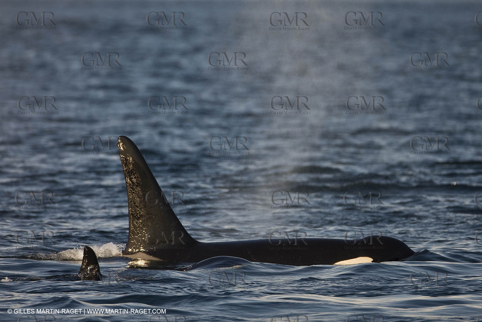 Marine animals