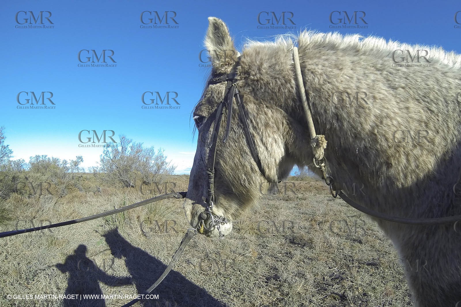 26 12 2013 - Les Saintes Maries de la Mer (FRA,13) - Horese riding at Cabanes de Cacharel
